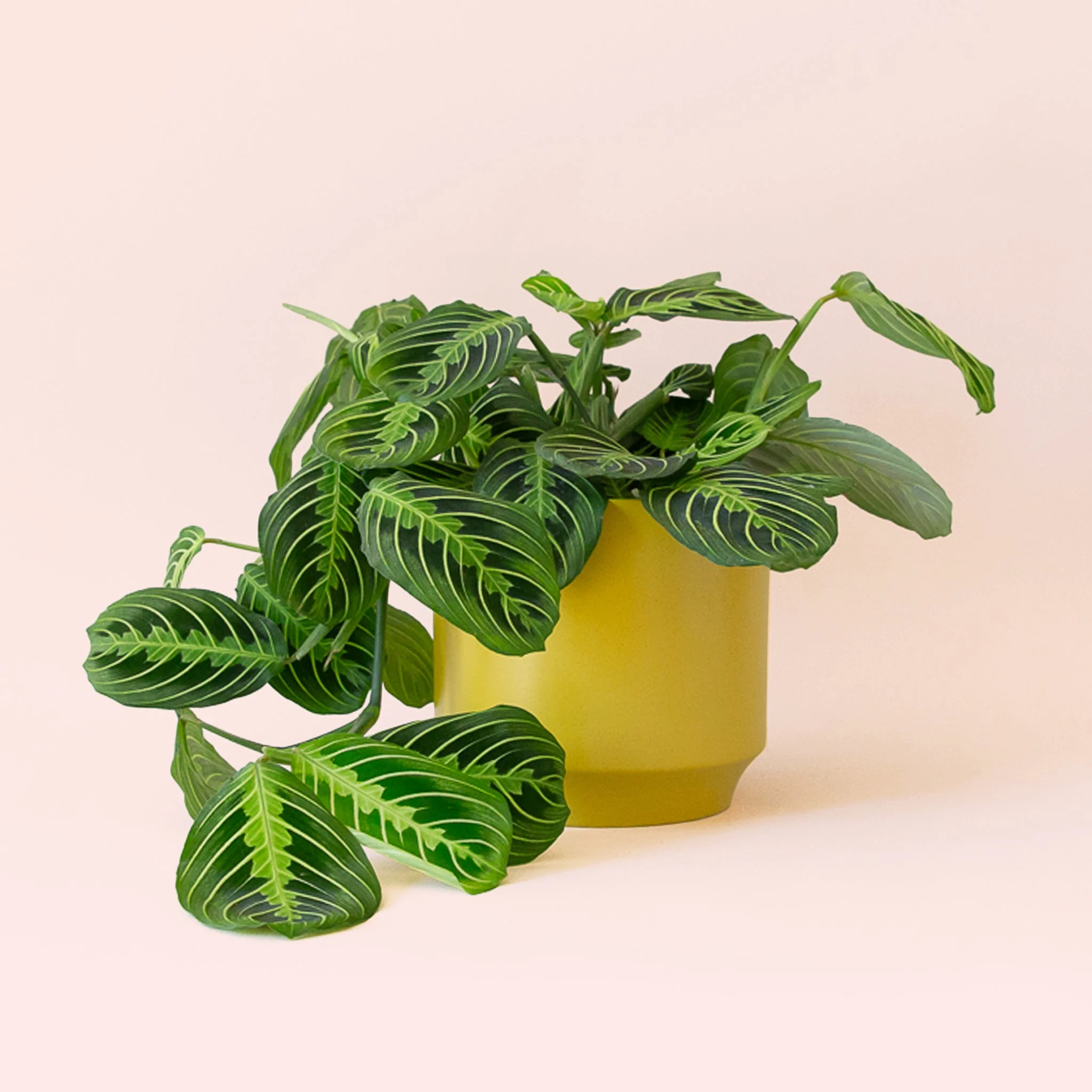 Maranta | Prayer Plant | Lemon Lime - Image 12