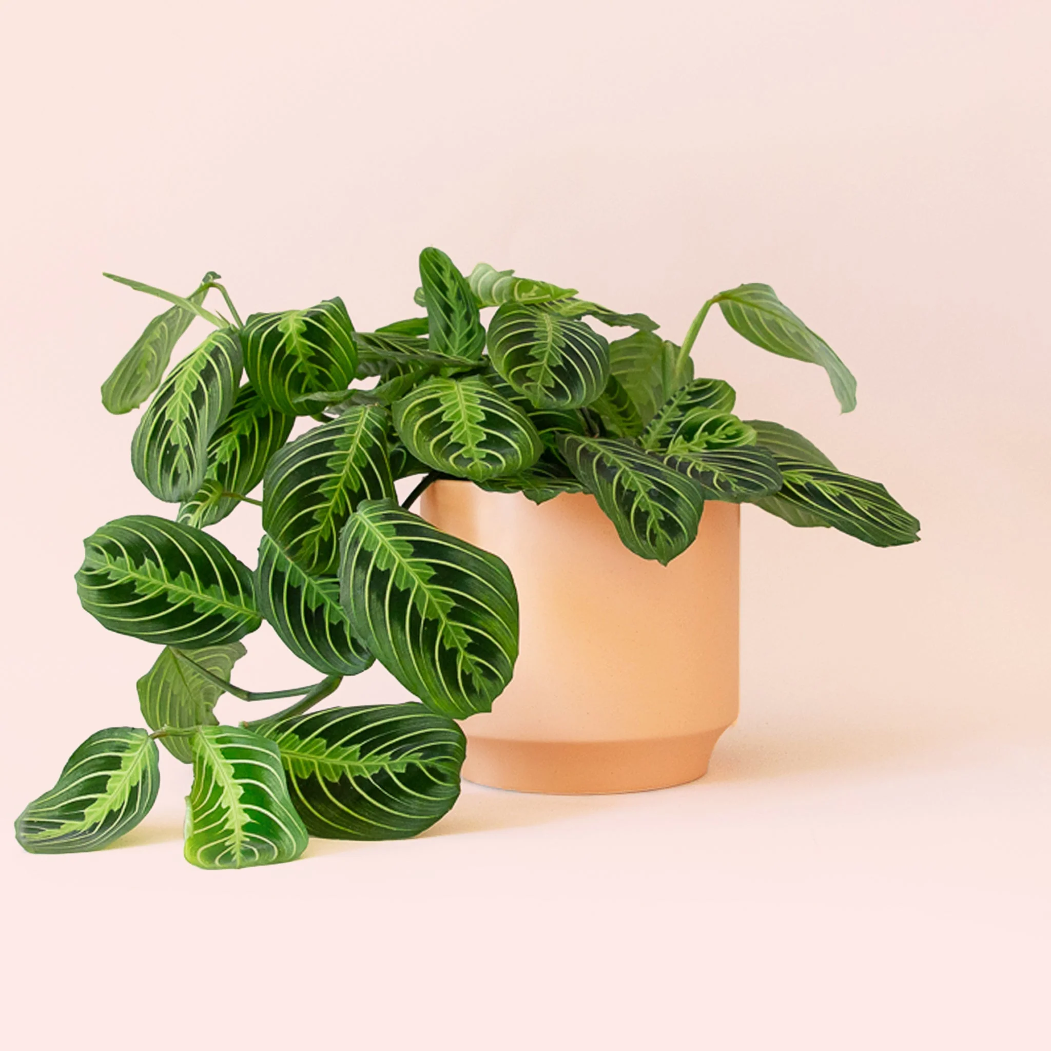 Maranta | Prayer Plant | Lemon Lime - Image 13