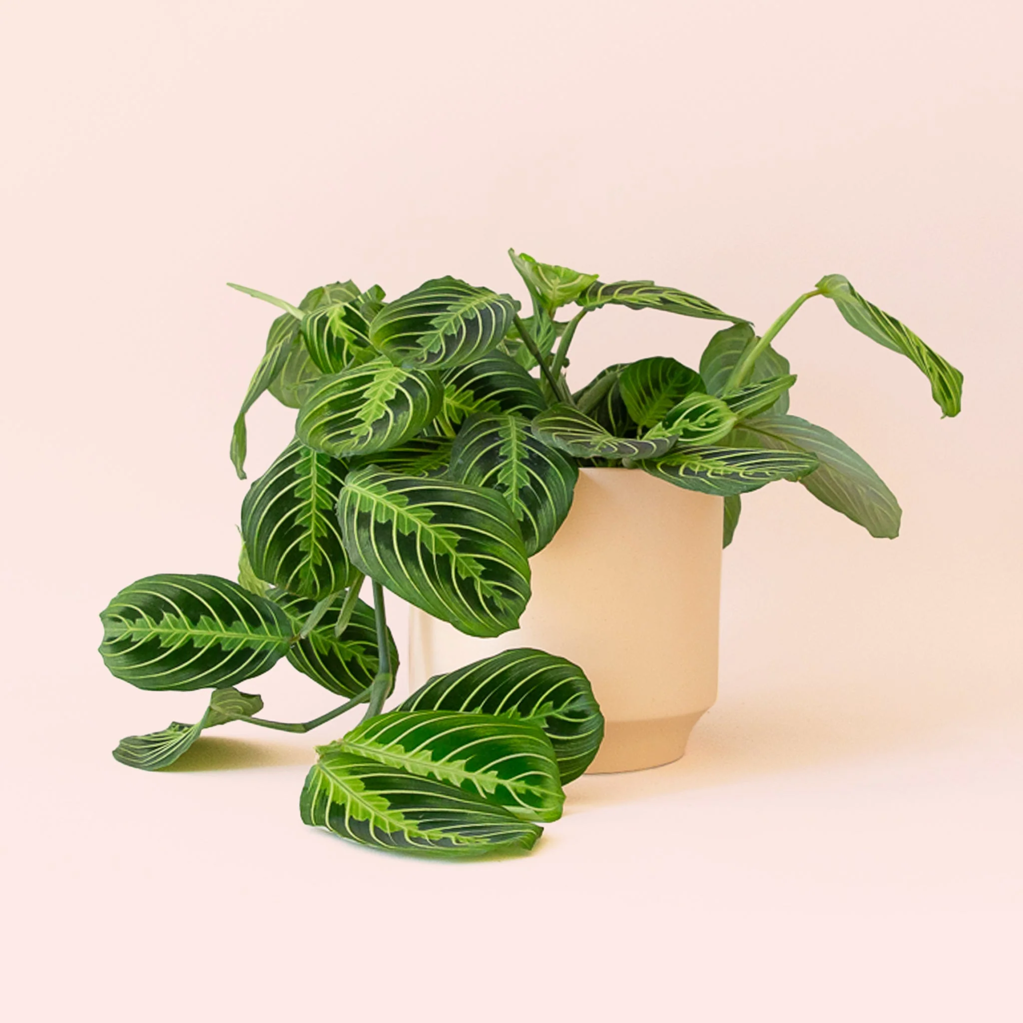 Maranta | Prayer Plant | Lemon Lime - Image 14