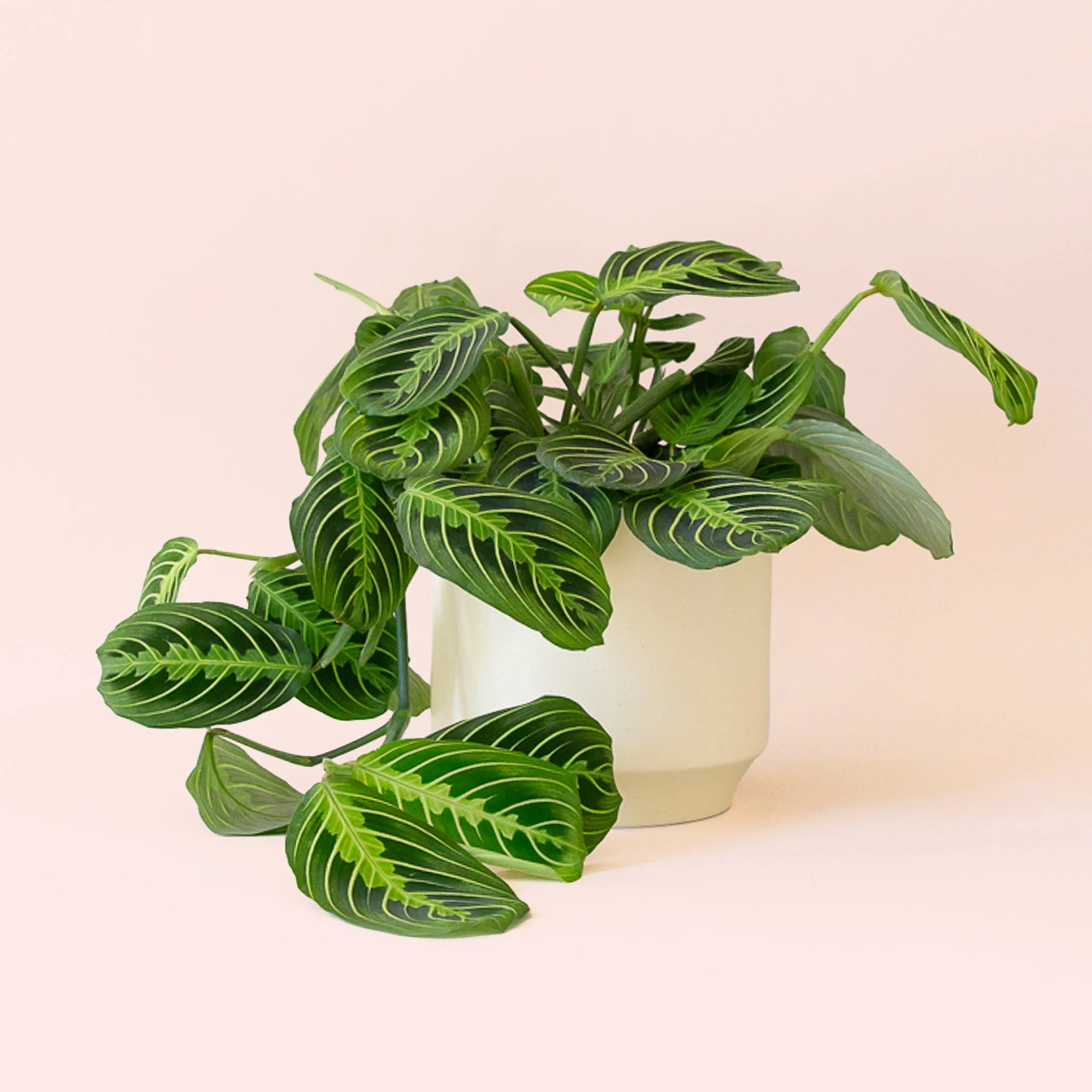 Maranta | Prayer Plant | Lemon Lime - Image 15
