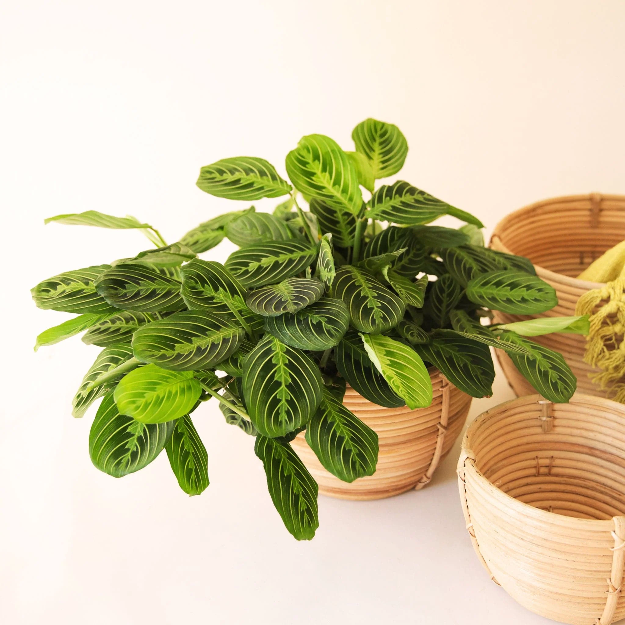 Maranta | Prayer Plant | Lemon Lime - Image 16