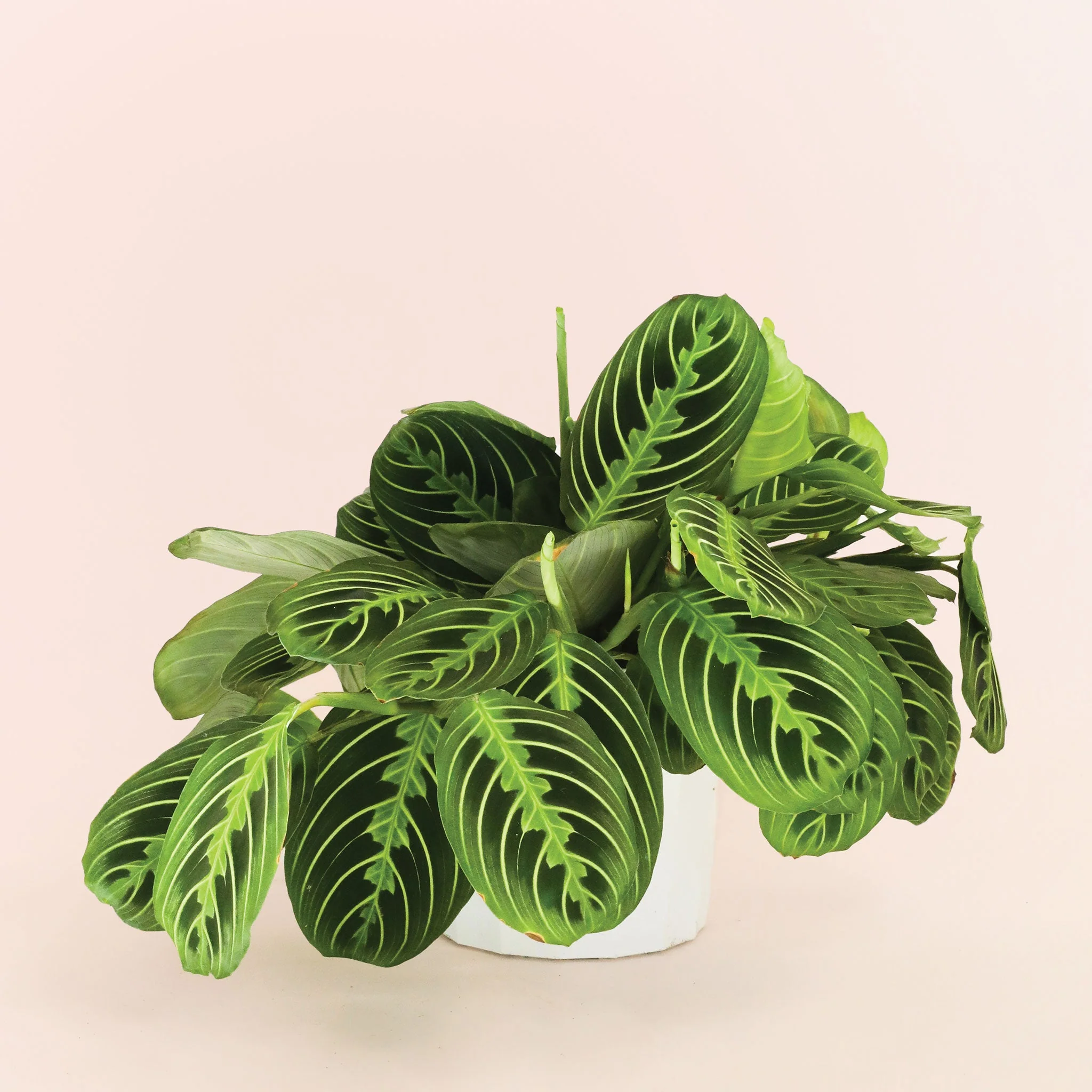 Maranta | Prayer Plant | Lemon Lime - Image 17