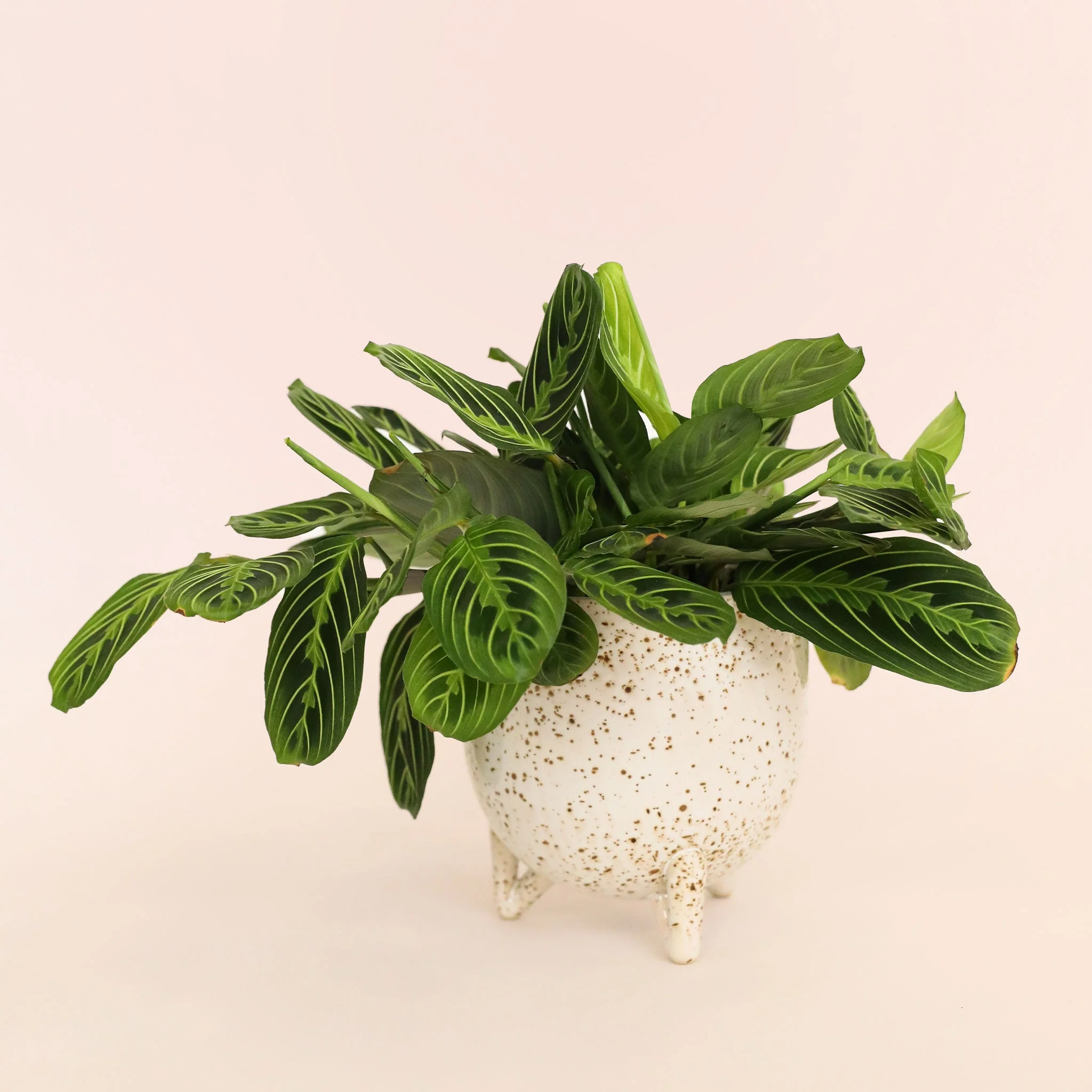 Maranta | Prayer Plant | Lemon Lime - Image 18