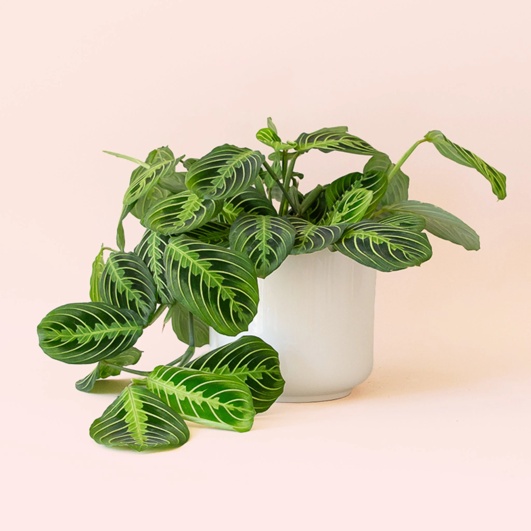 Maranta | Prayer Plant | Lemon Lime - Image 3