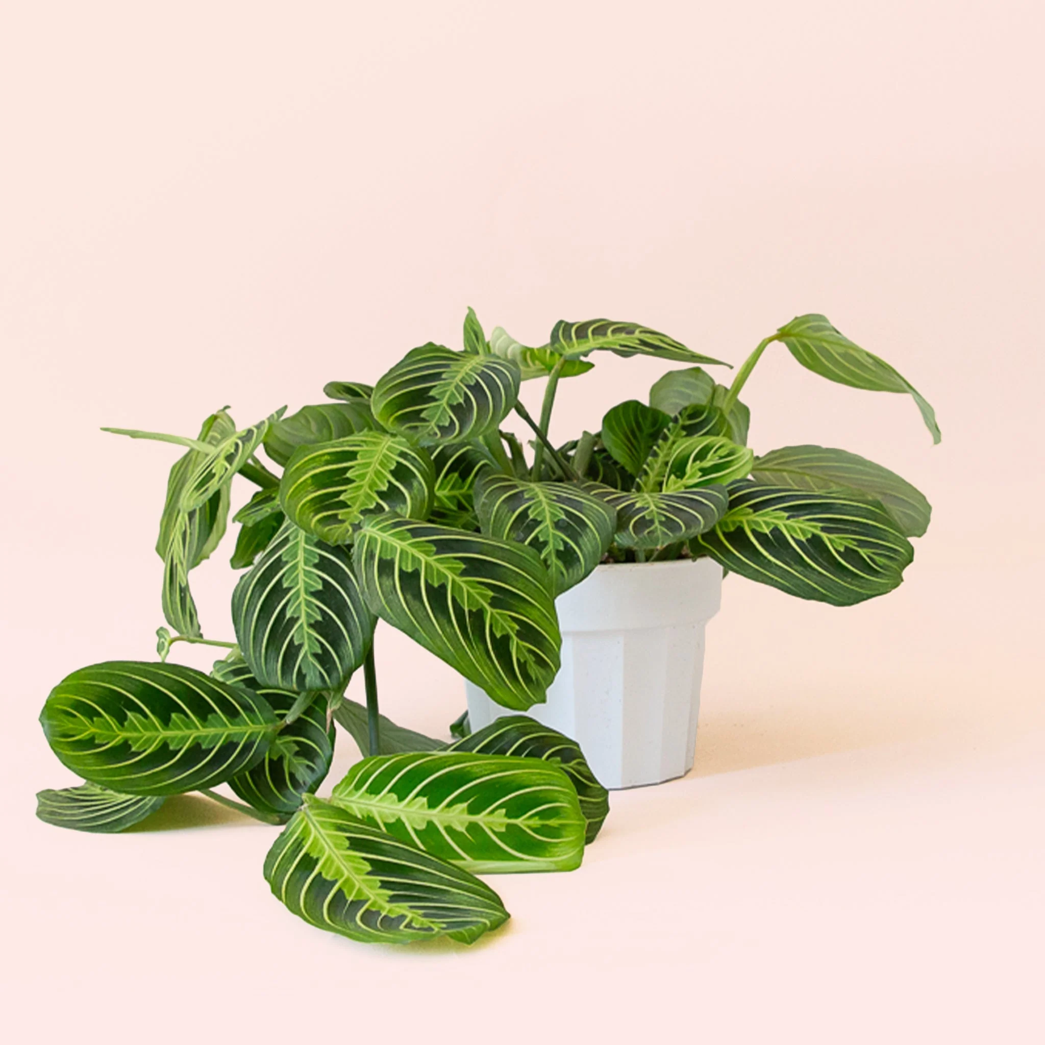 Maranta | Prayer Plant | Lemon Lime - Image 4