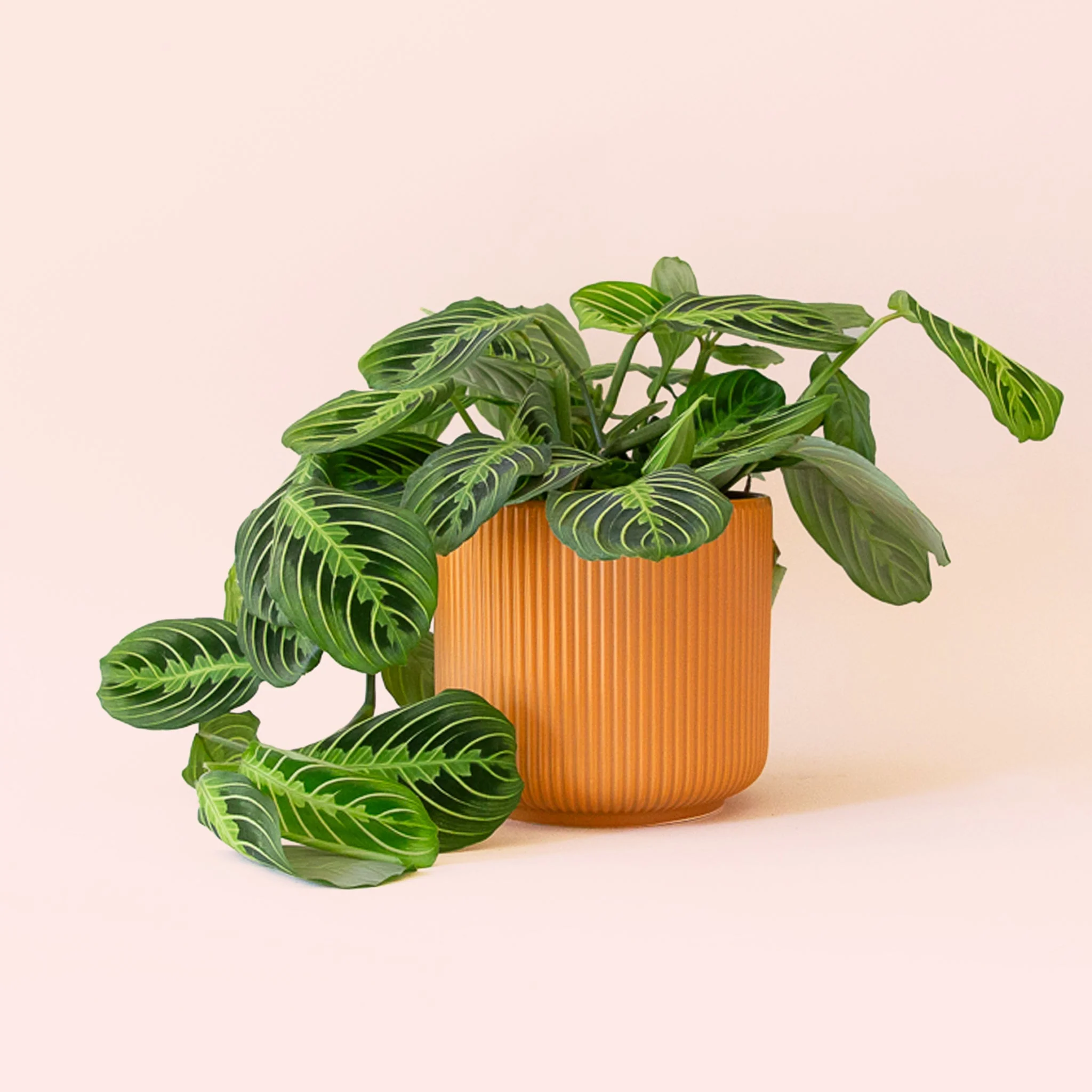 Maranta | Prayer Plant | Lemon Lime - Image 5