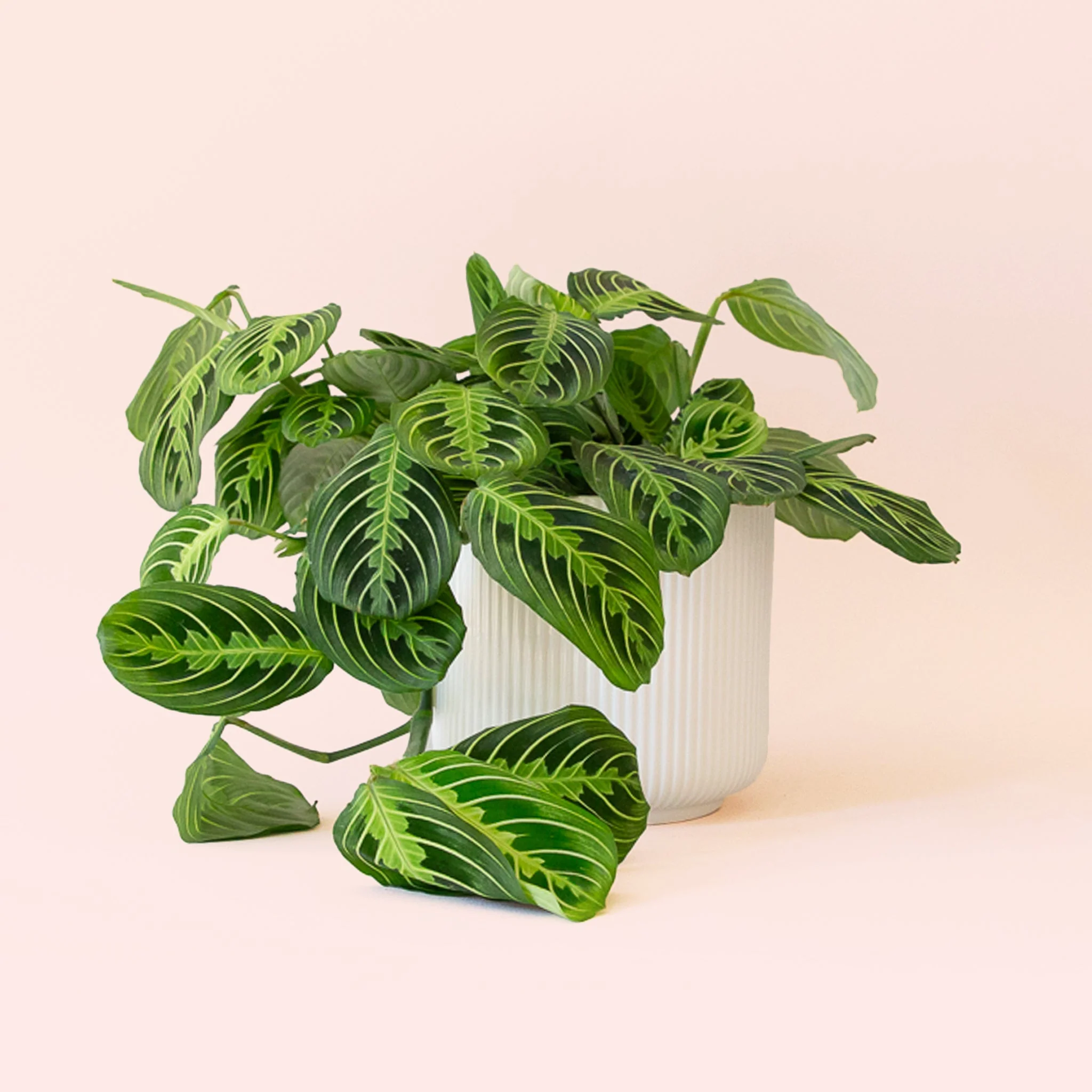 Maranta | Prayer Plant | Lemon Lime - Image 6