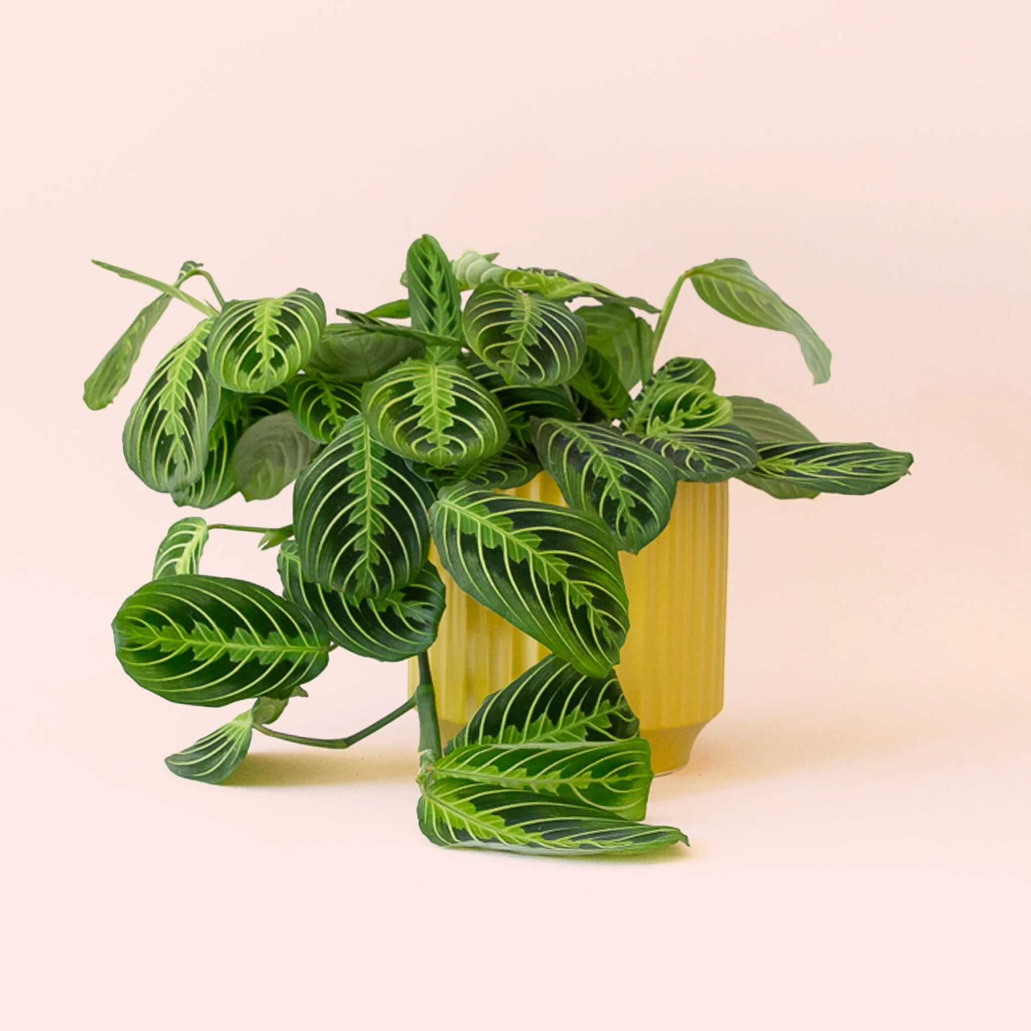 Maranta | Prayer Plant | Lemon Lime - Image 7