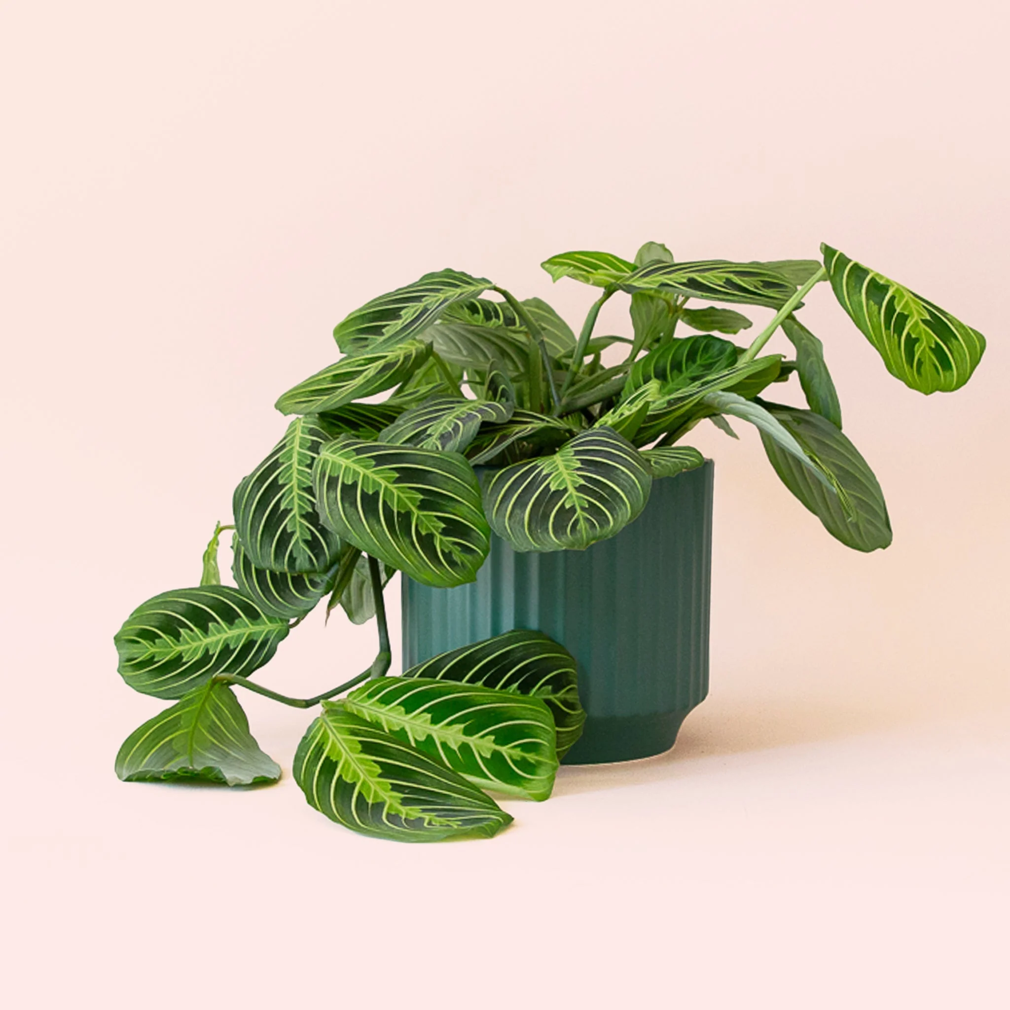 Maranta | Prayer Plant | Lemon Lime - Image 8