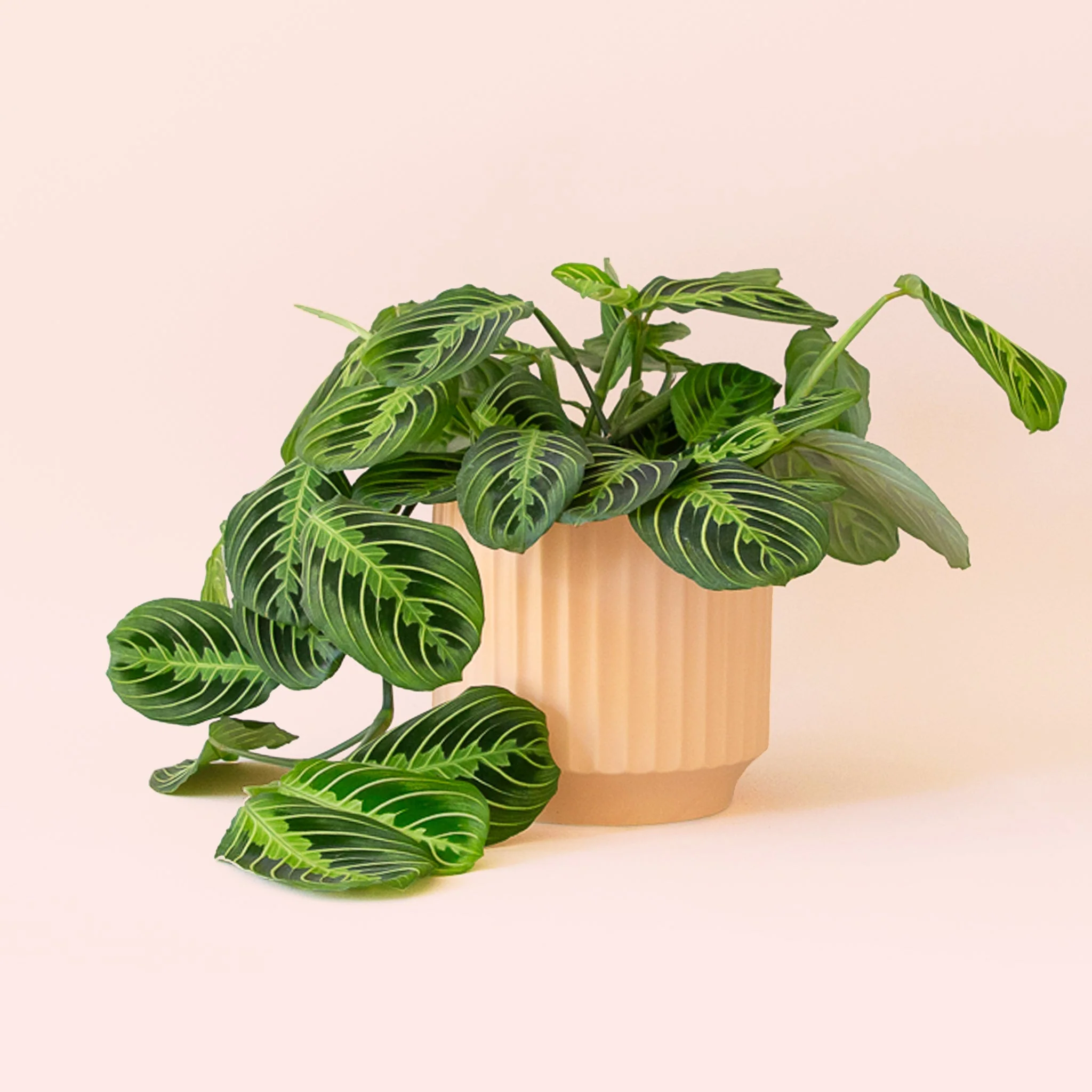 Maranta | Prayer Plant | Lemon Lime - Image 9