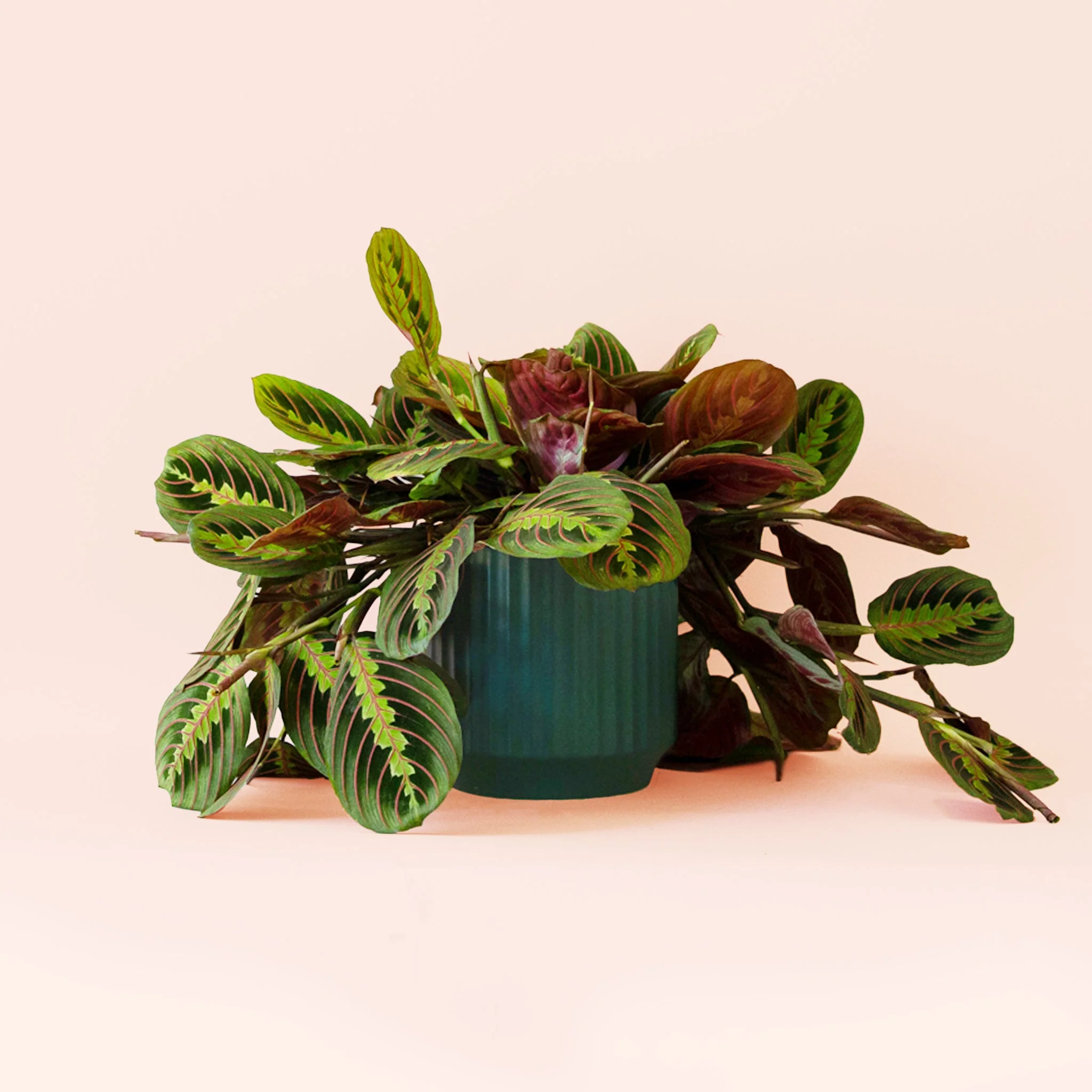 Maranta | Prayer Plant | Red - Image 10