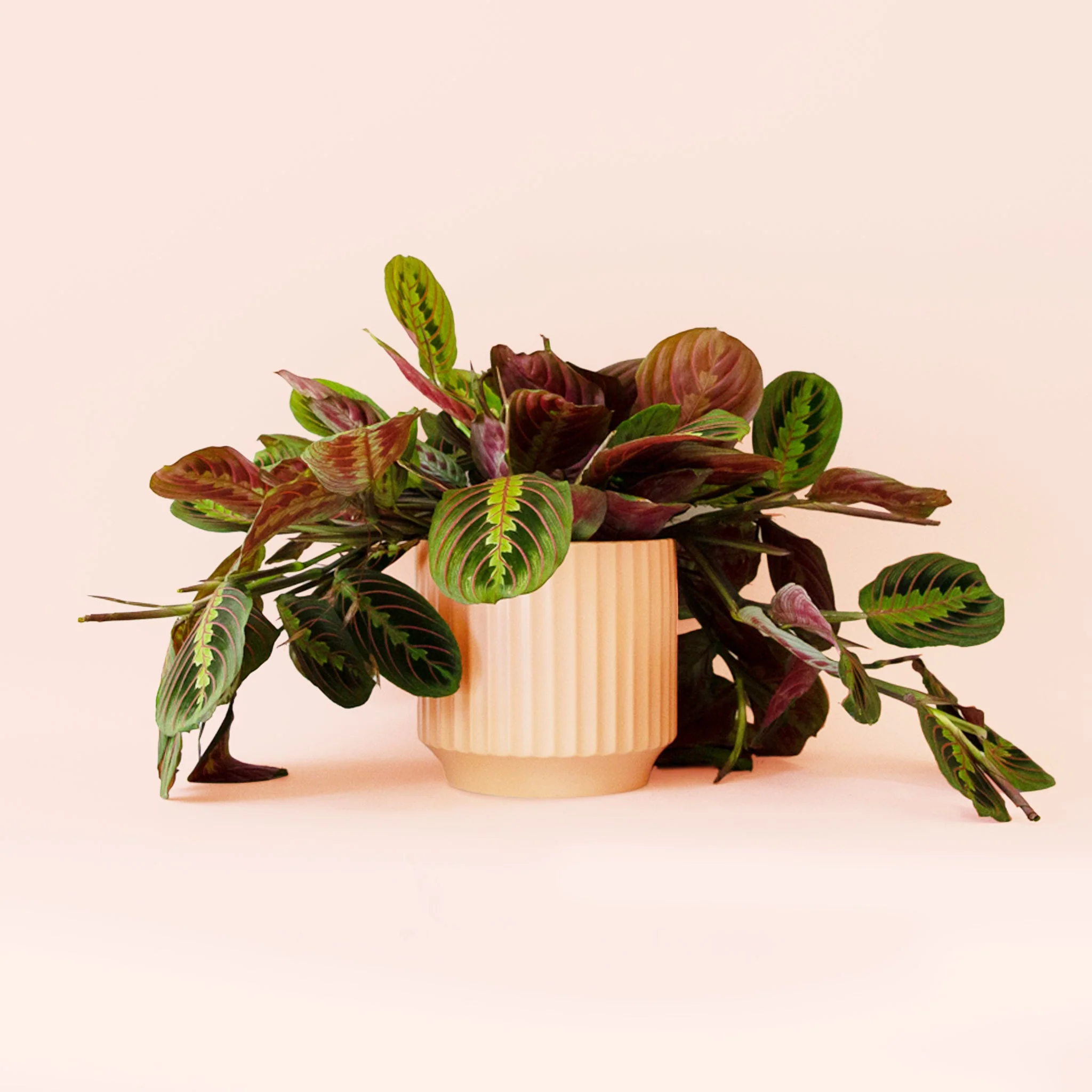 Maranta | Prayer Plant | Red - Image 11