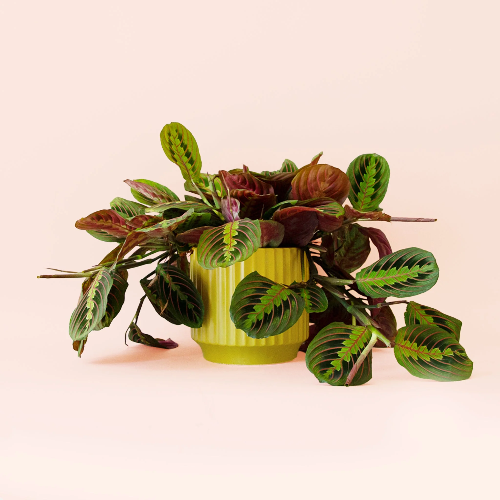 Maranta | Prayer Plant | Red - Image 12