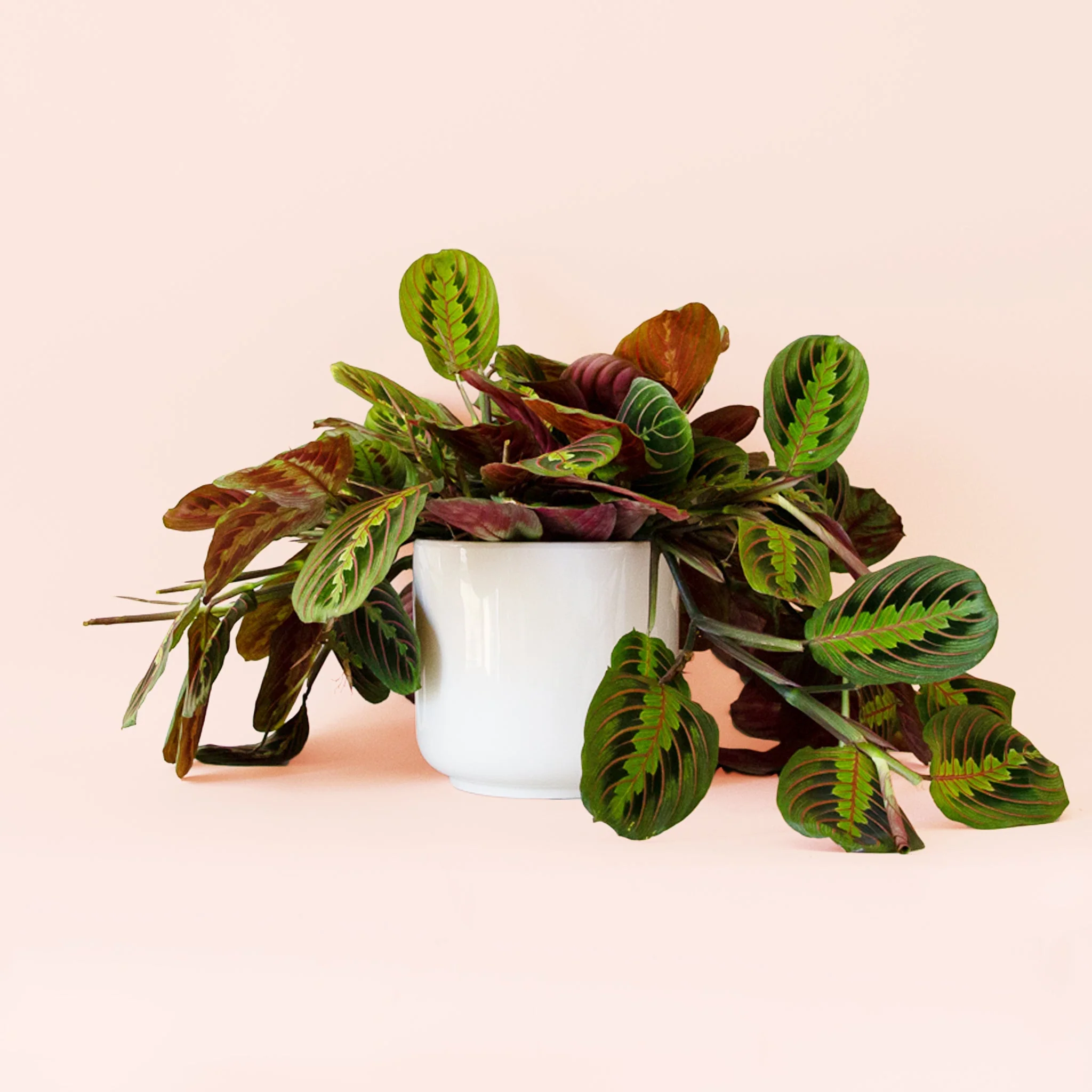 Maranta | Prayer Plant | Red - Image 13