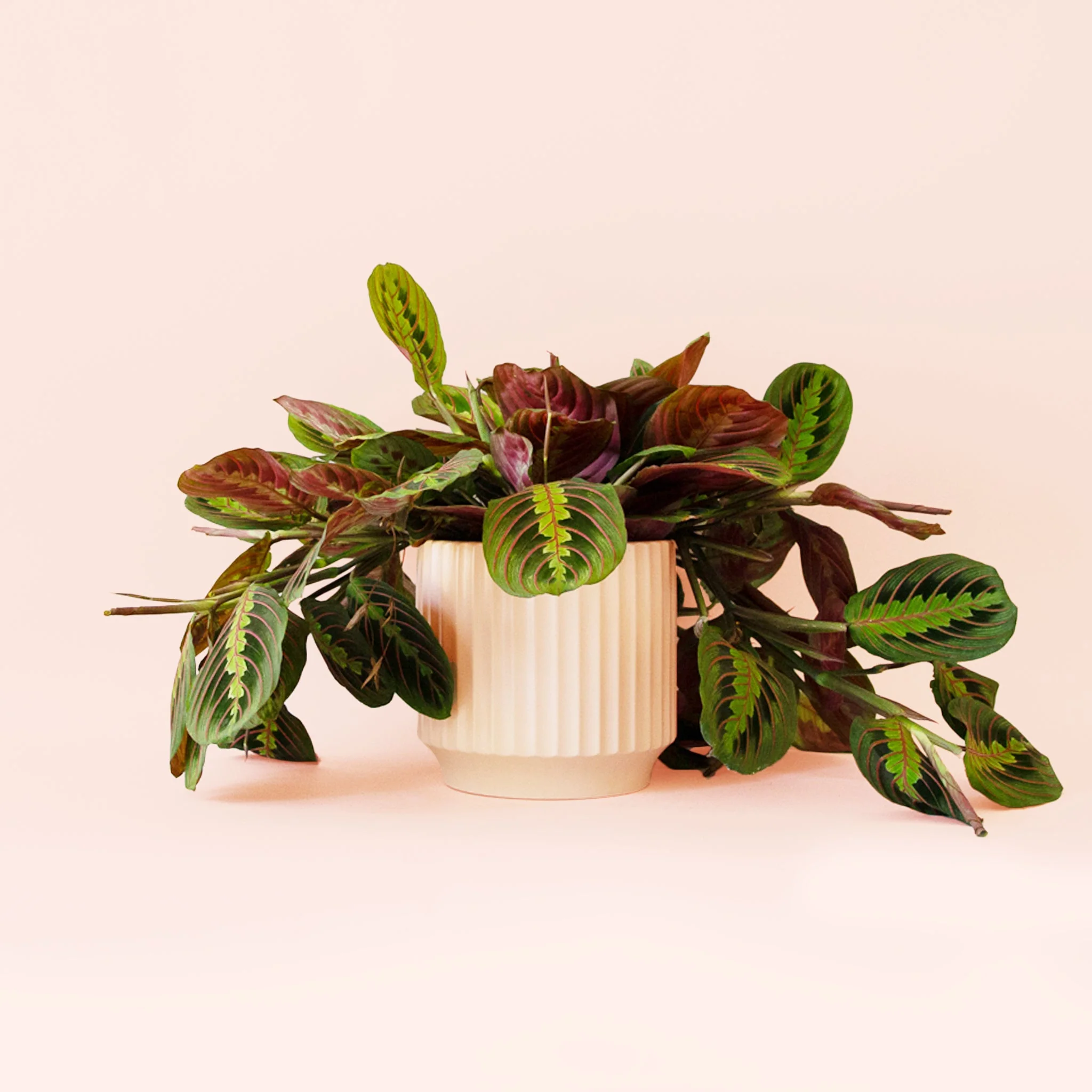 Maranta | Prayer Plant | Red - Image 14