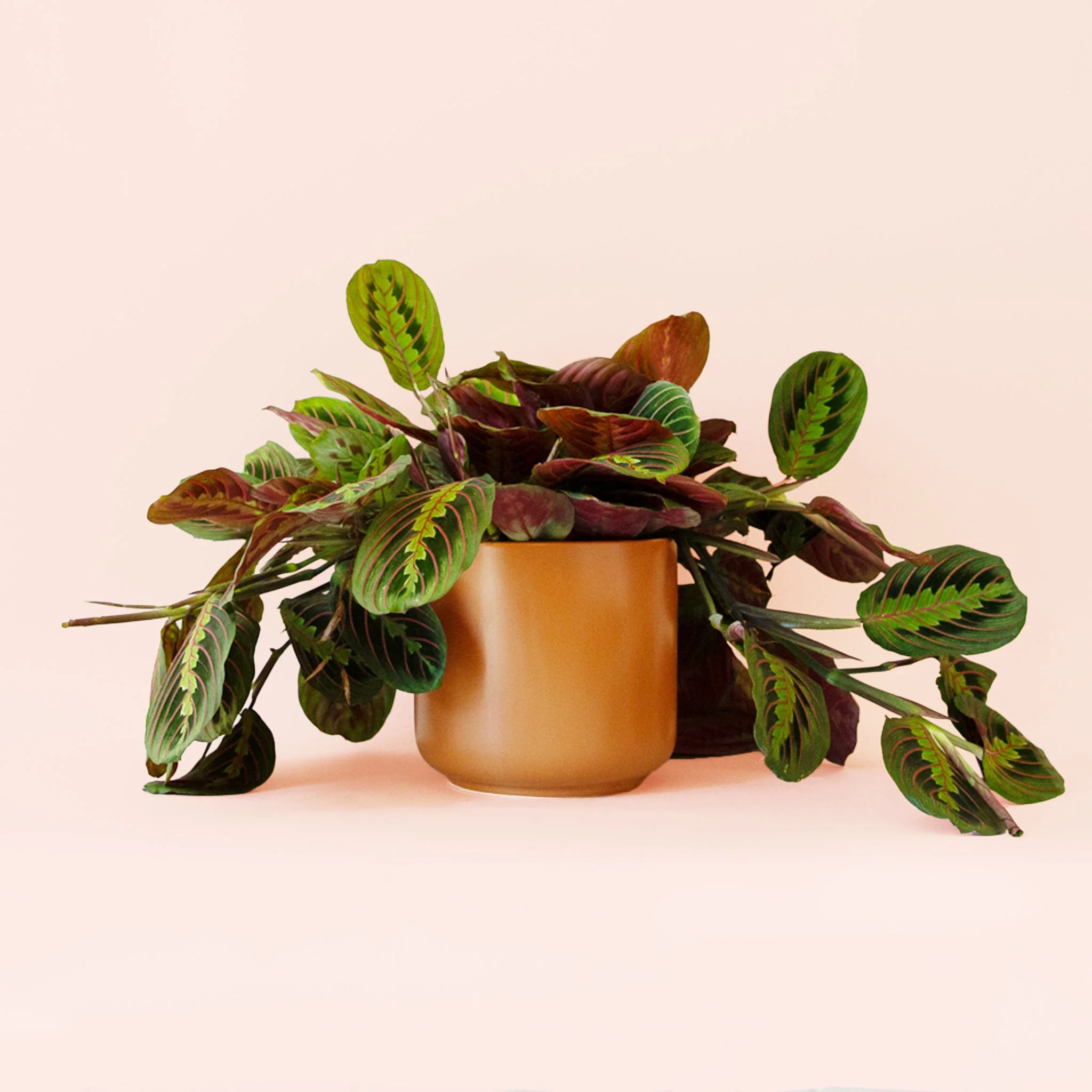 Maranta | Prayer Plant | Red - Image 15
