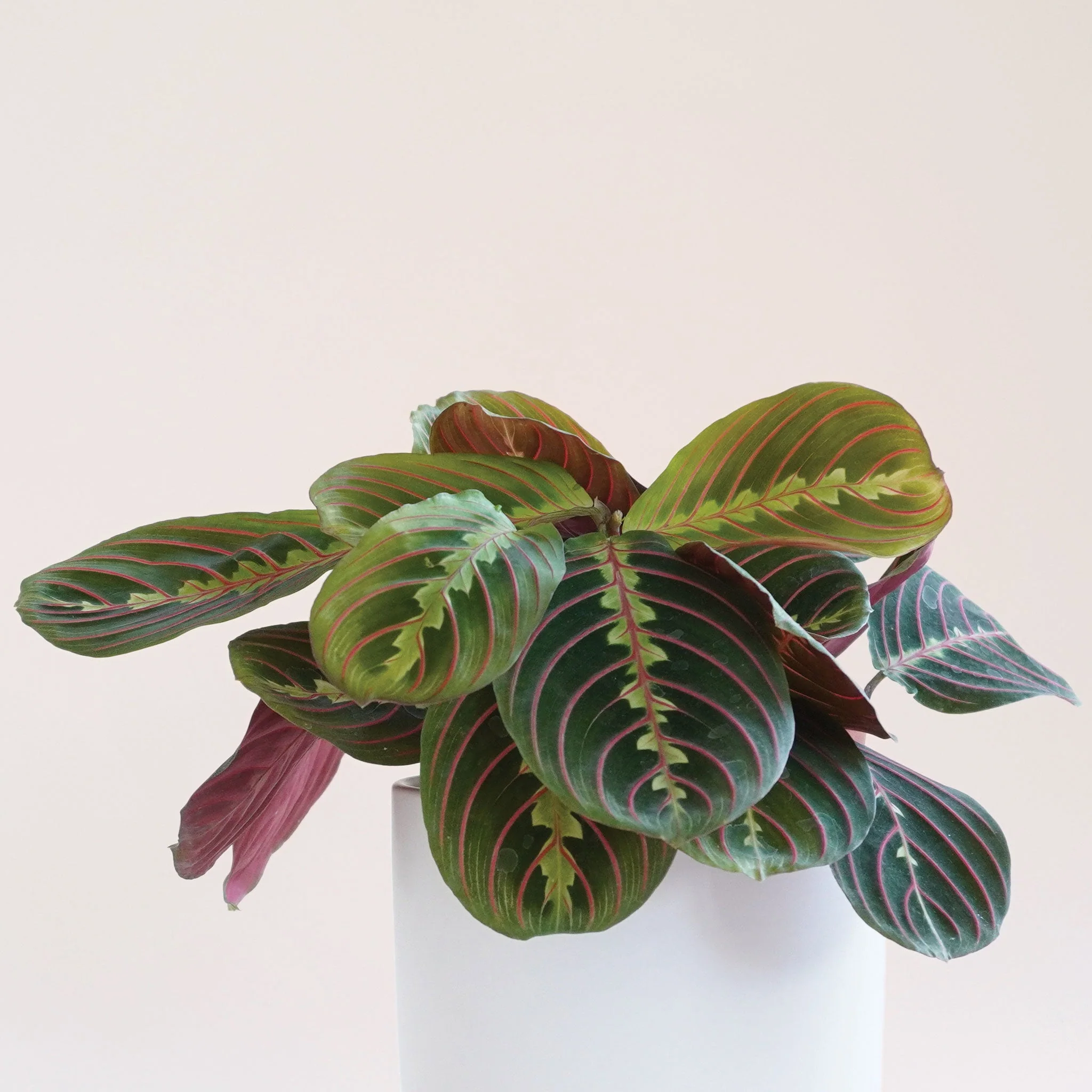 Maranta | Prayer Plant | Red - Image 16