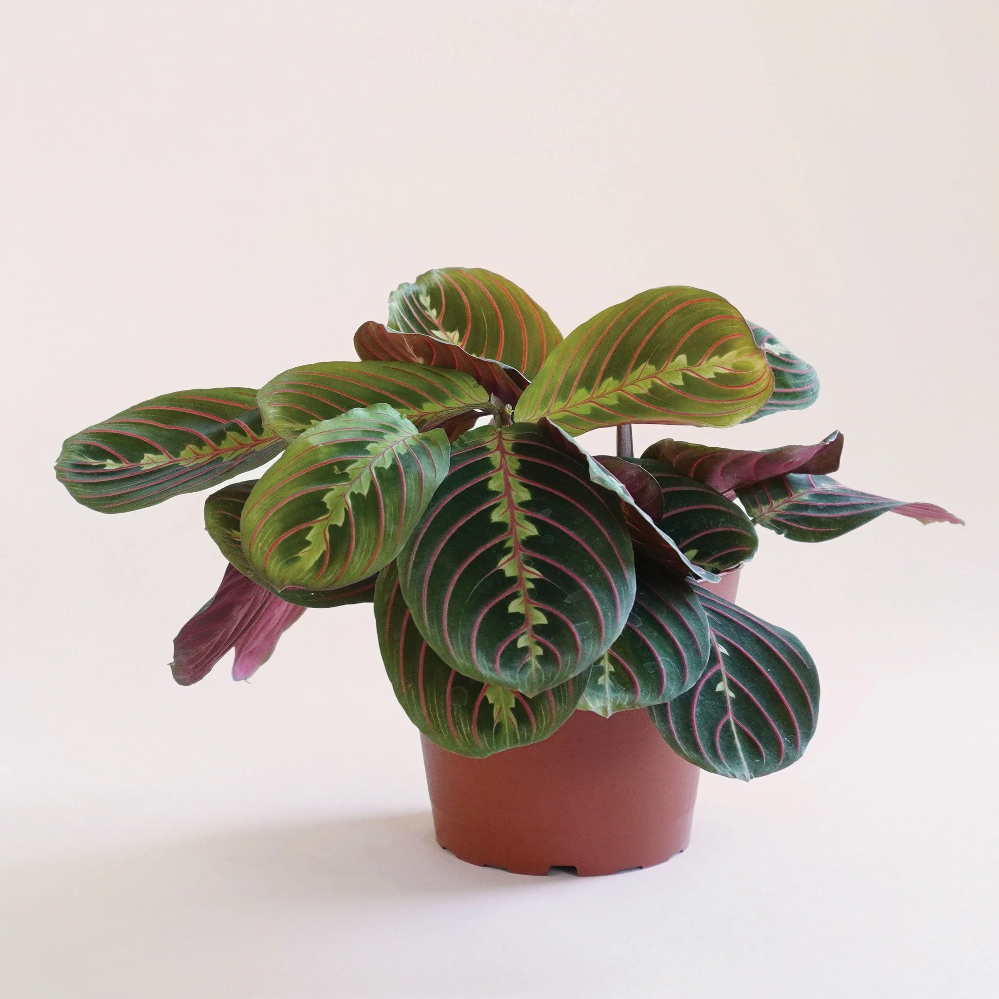Maranta | Prayer Plant | Red - Image 17