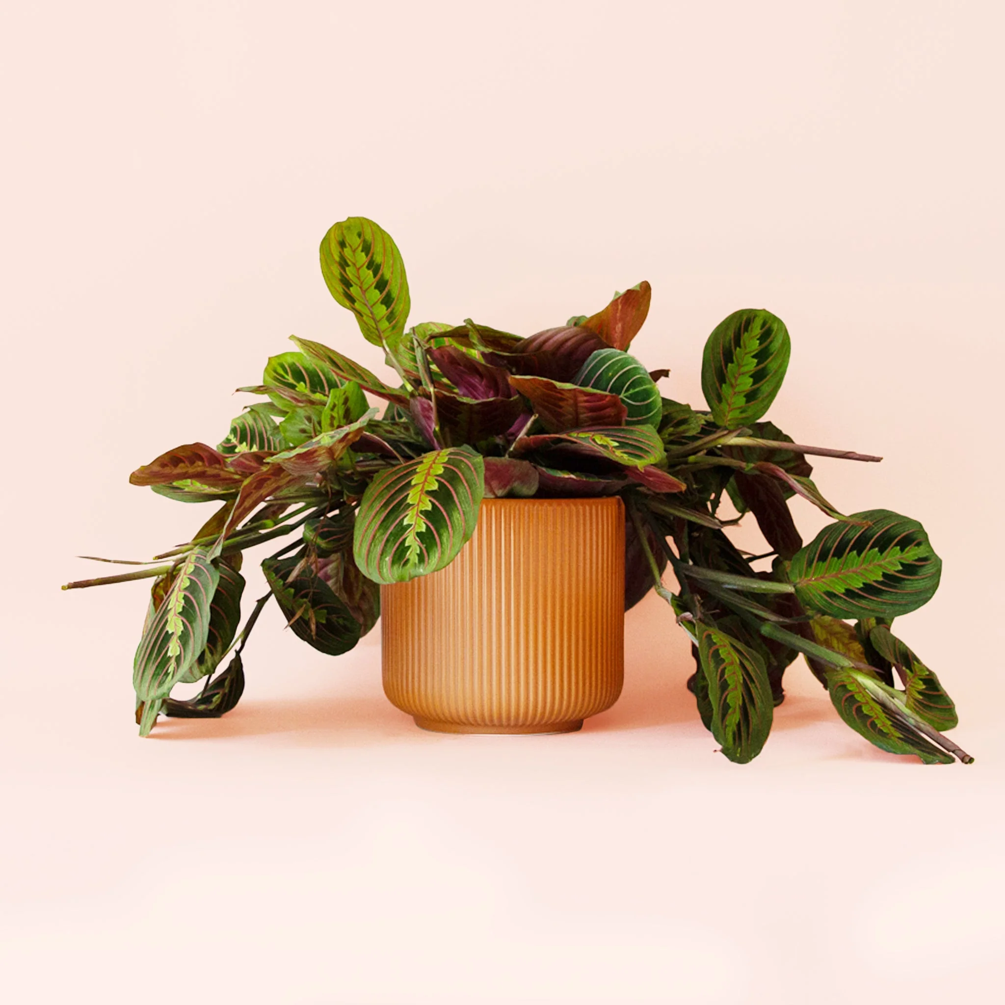 Maranta | Prayer Plant | Red - Image 3