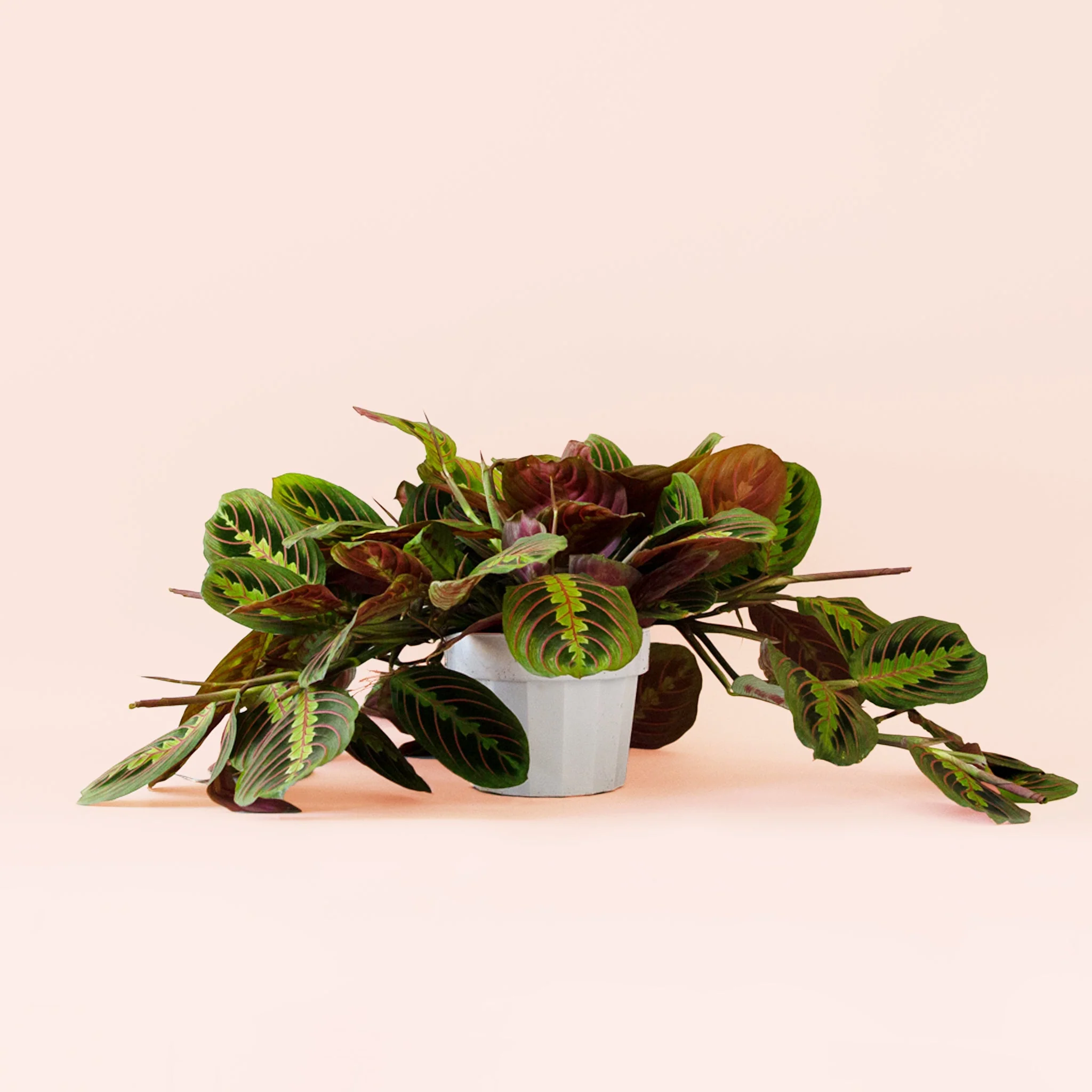 Maranta | Prayer Plant | Red - Image 4