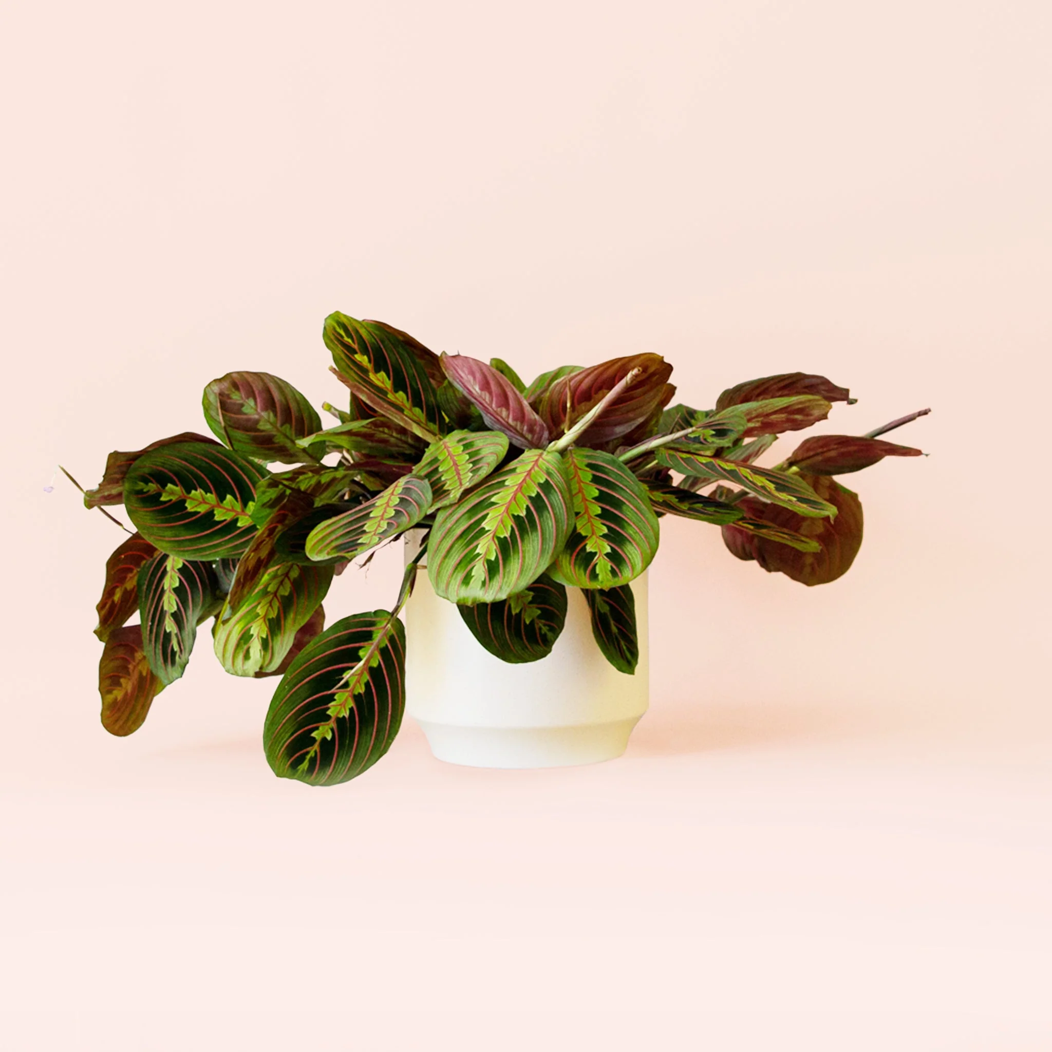 Maranta | Prayer Plant | Red - Image 5
