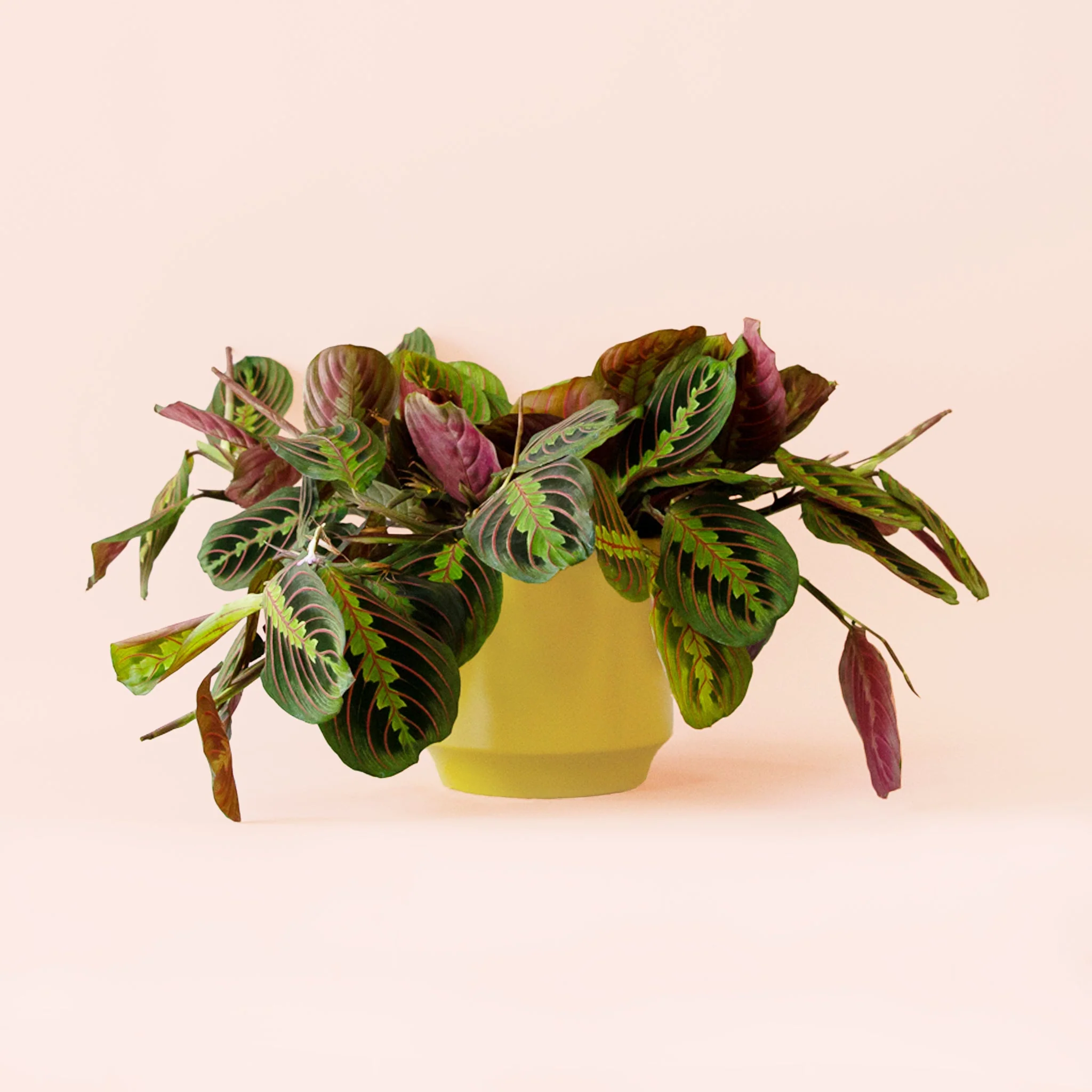 Maranta | Prayer Plant | Red - Image 6