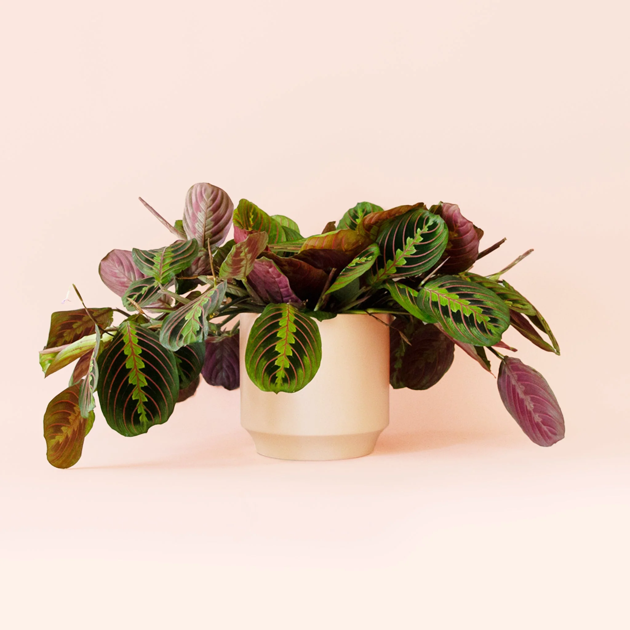 Maranta | Prayer Plant | Red - Image 7