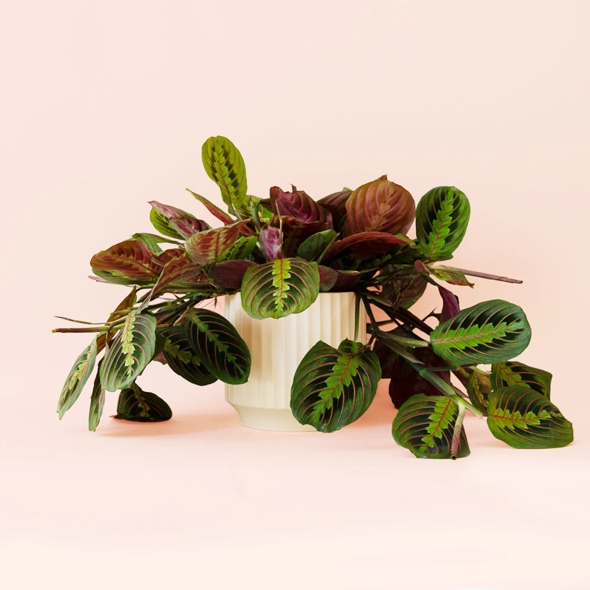 Maranta | Prayer Plant | Red - Image 8