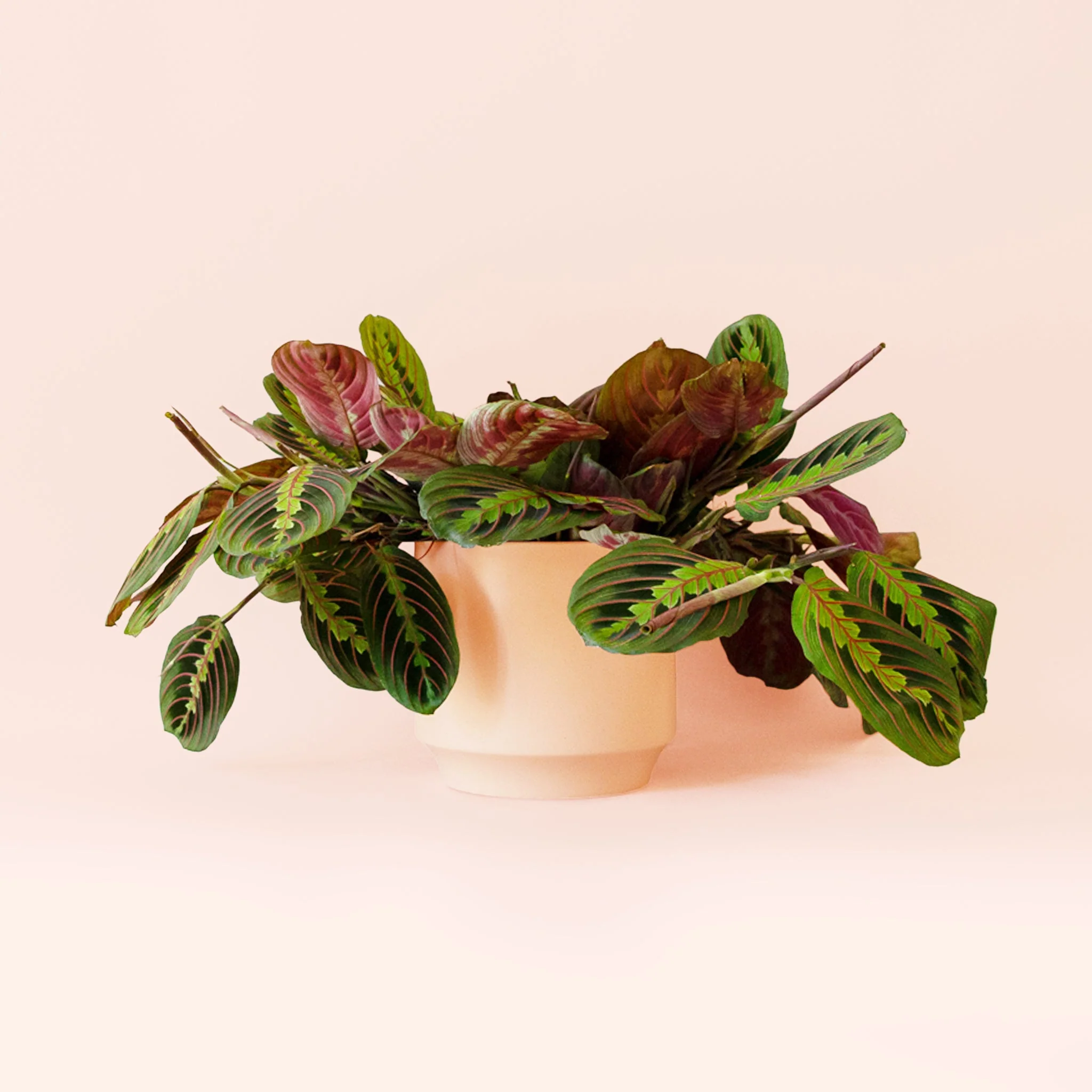 Maranta | Prayer Plant | Red - Image 9