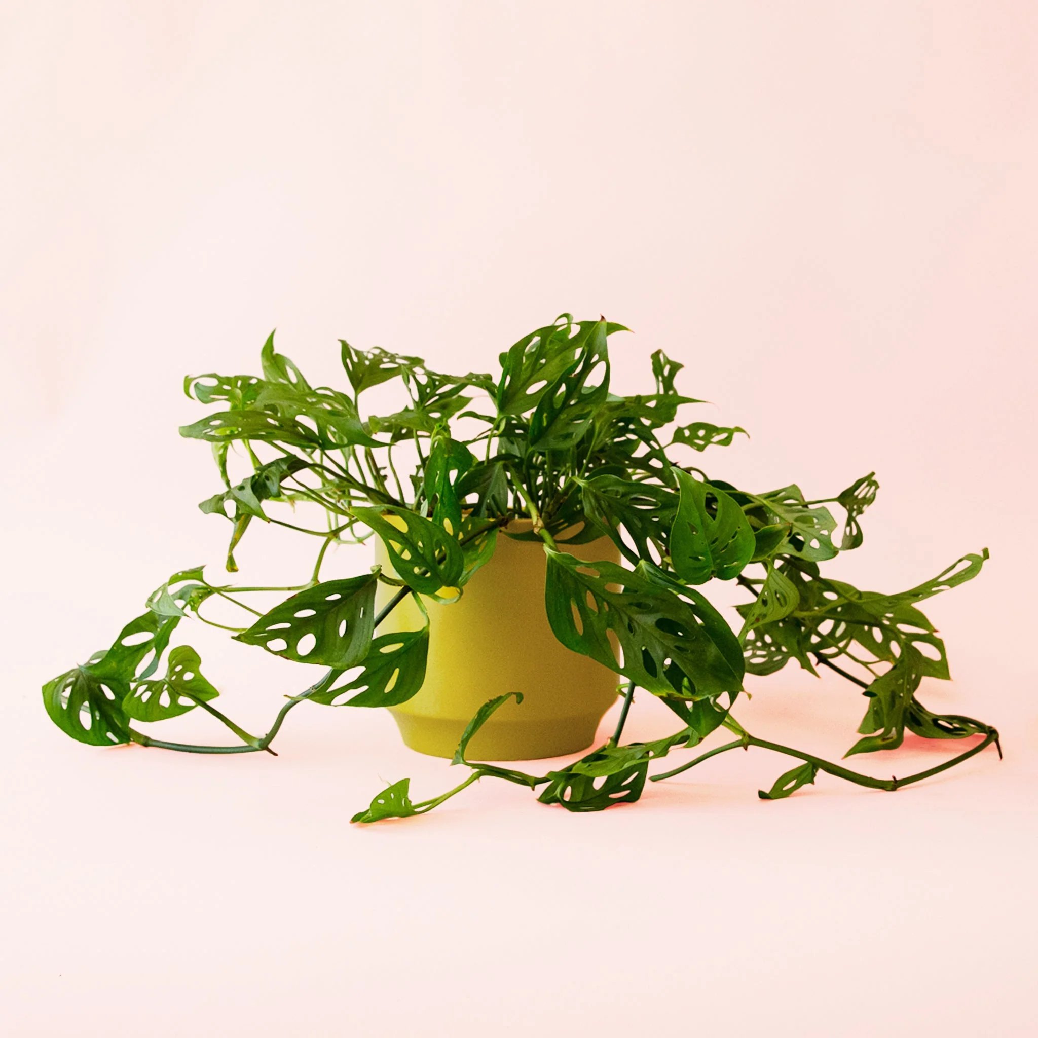 Monstera | Adansonii - Image 10