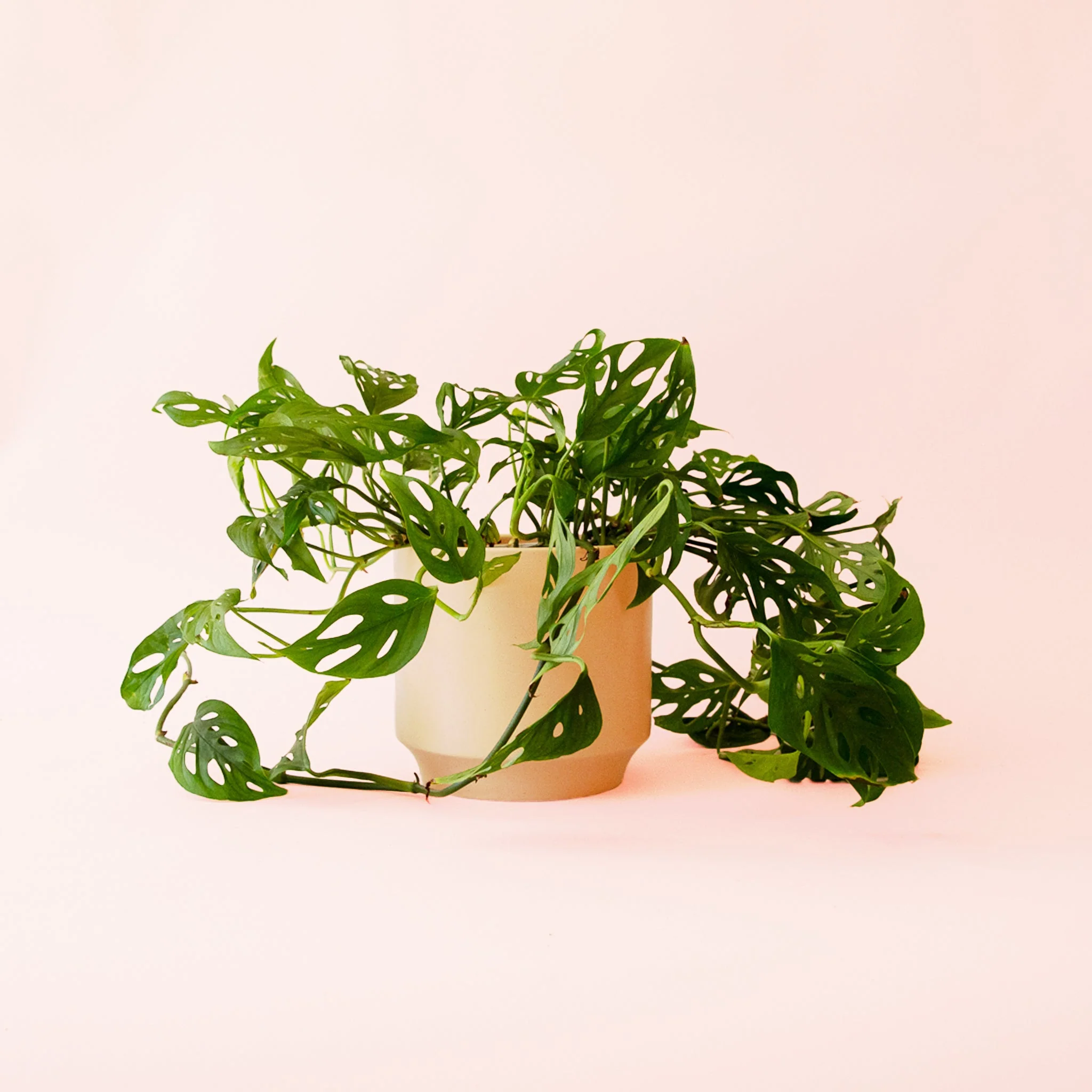 Monstera | Adansonii - Image 11