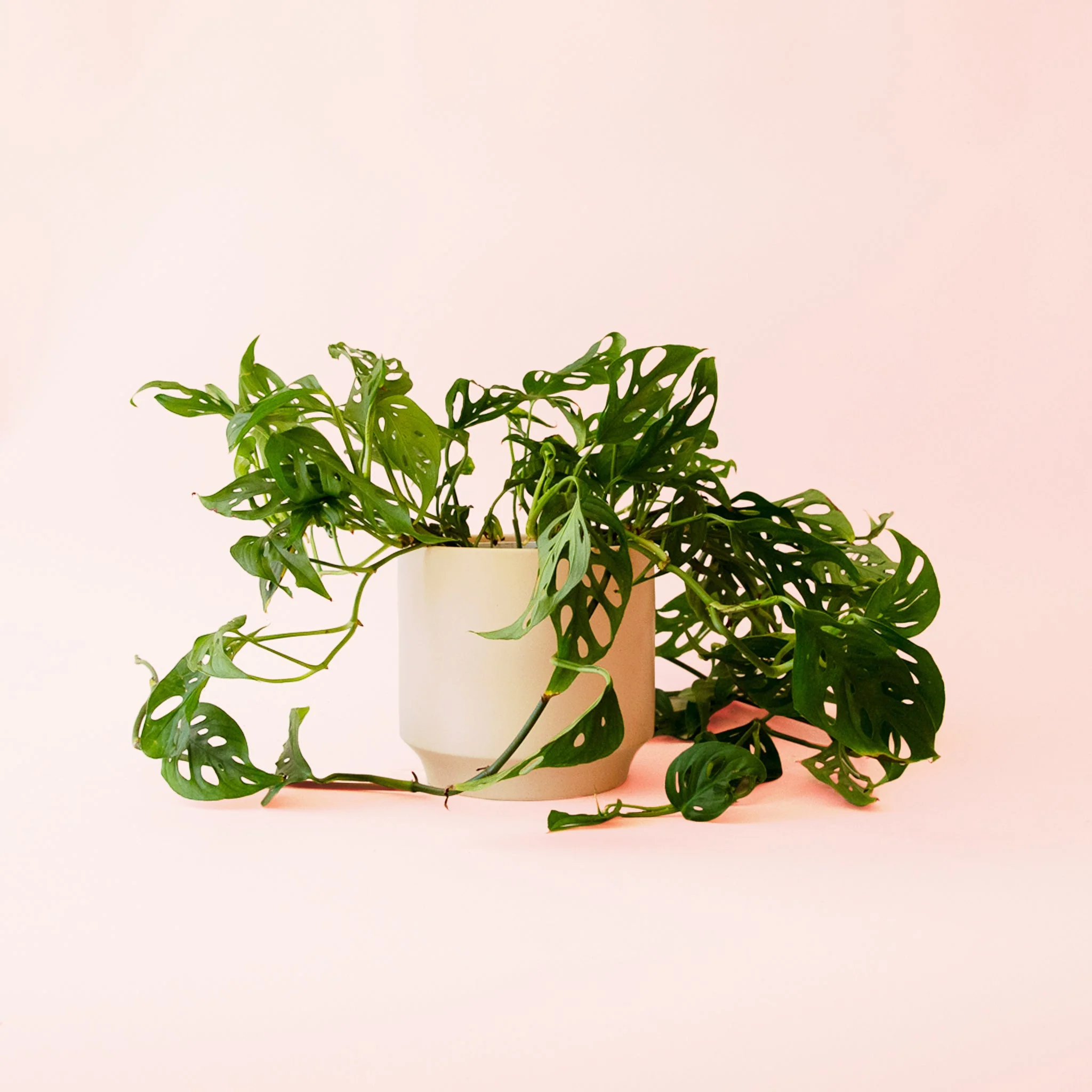 Monstera | Adansonii - Image 12