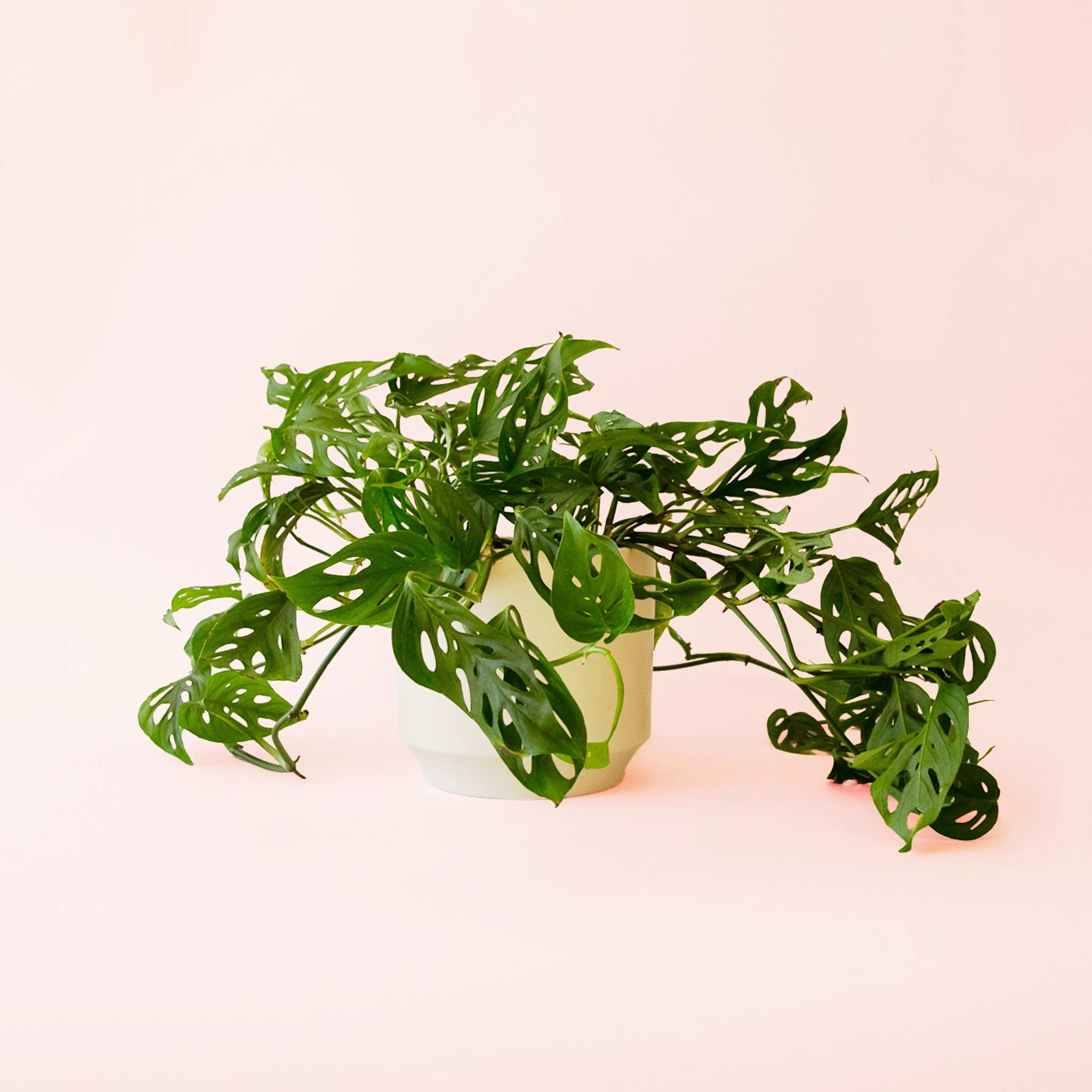 Monstera | Adansonii - Image 13