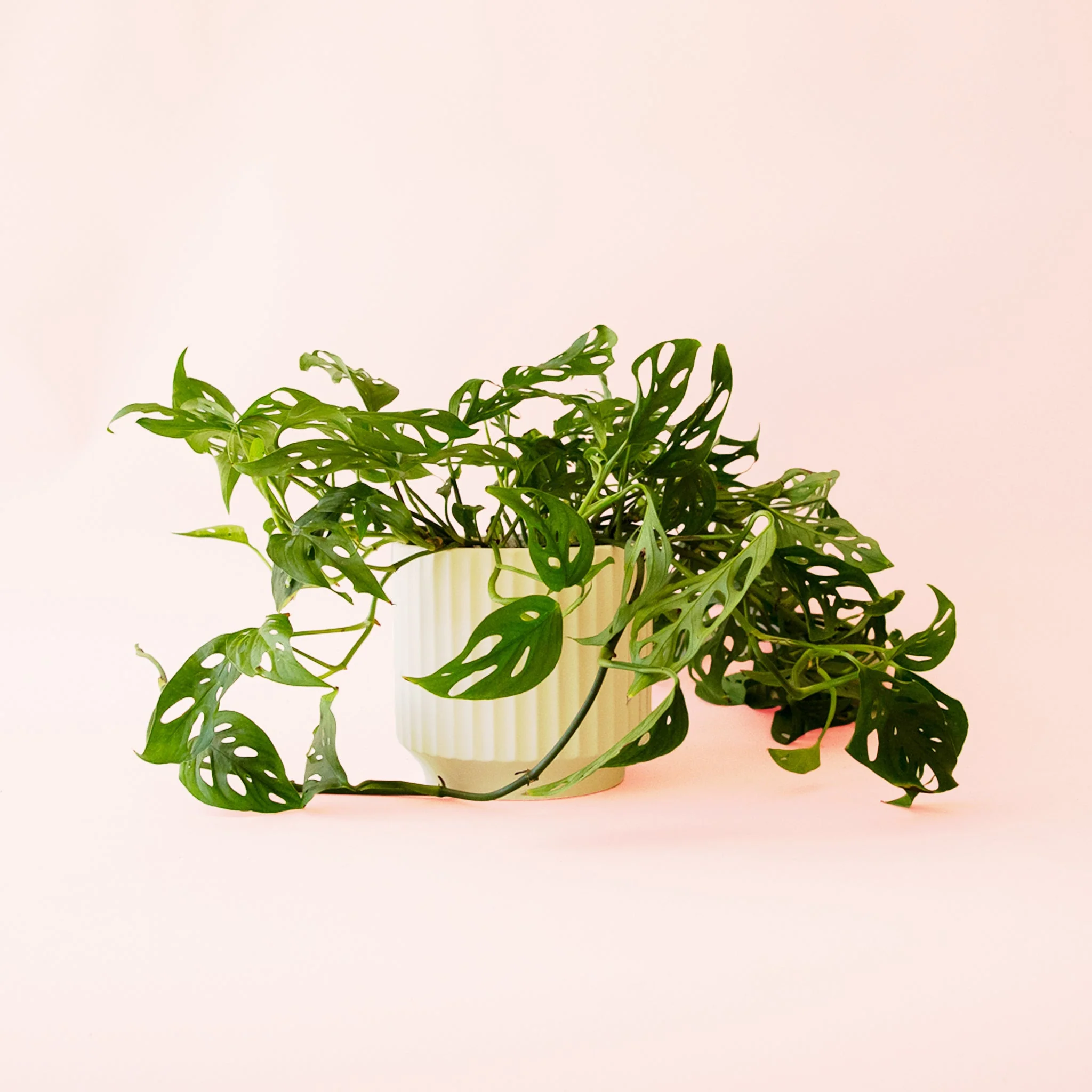 Monstera | Adansonii - Image 14