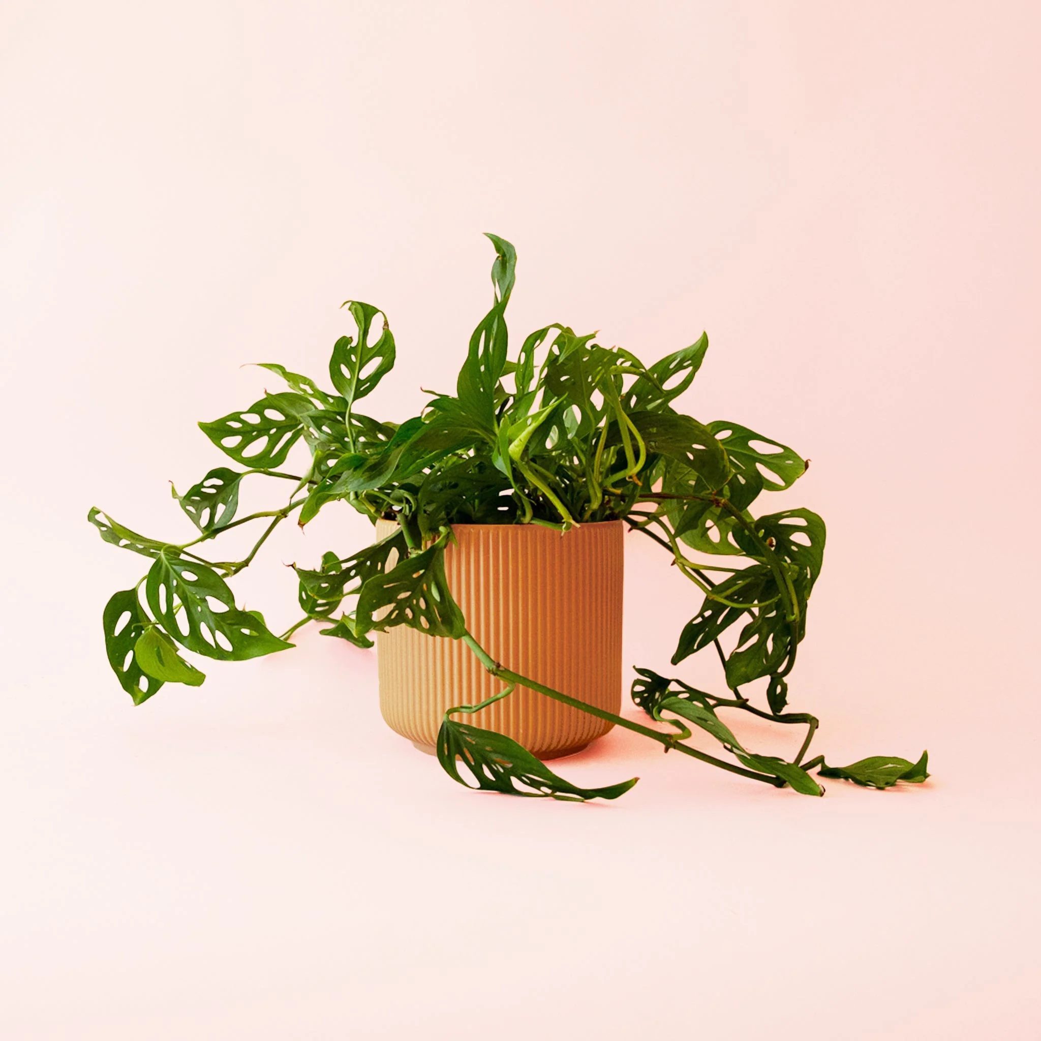 Monstera | Adansonii - Image 15