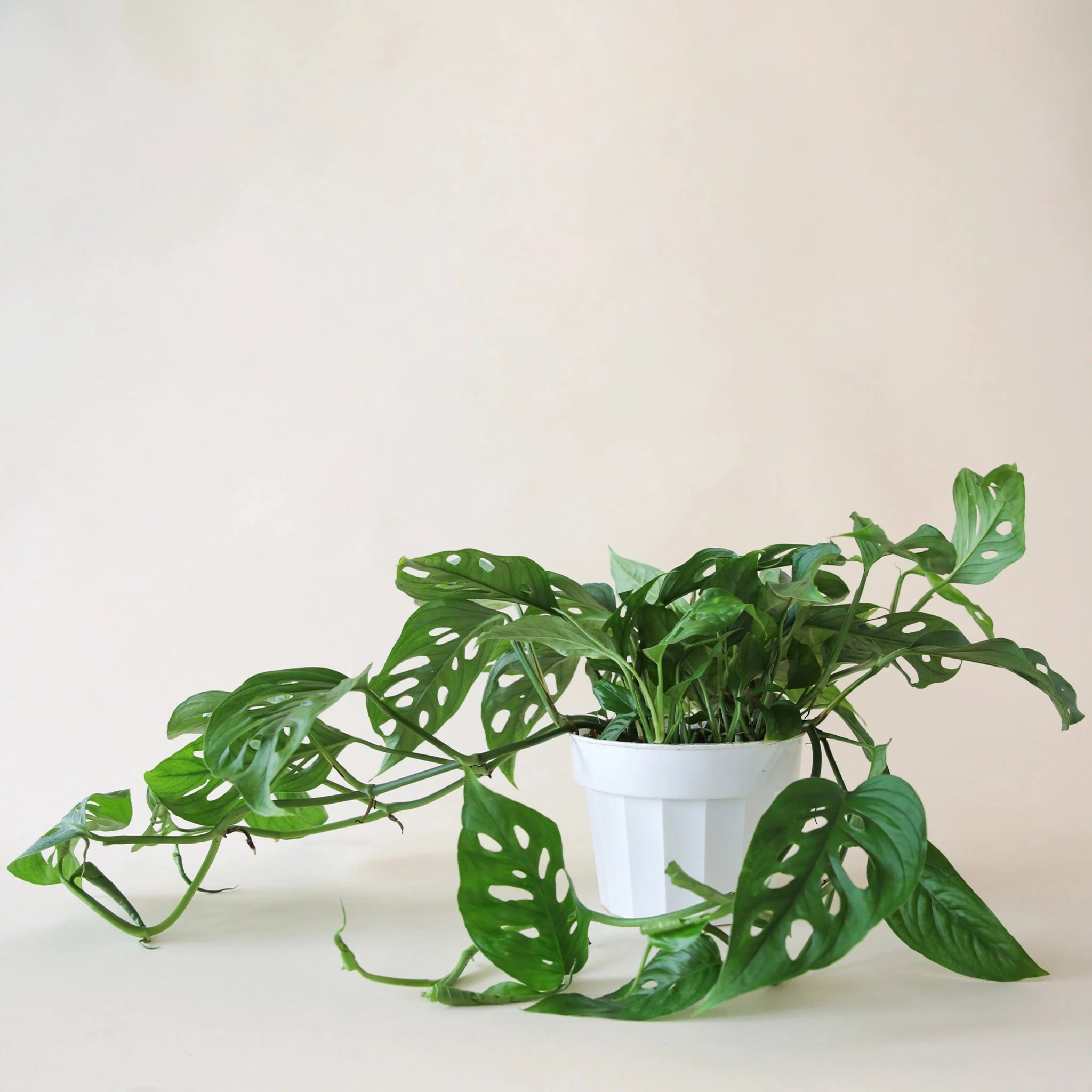 Monstera | Adansonii - Image 17