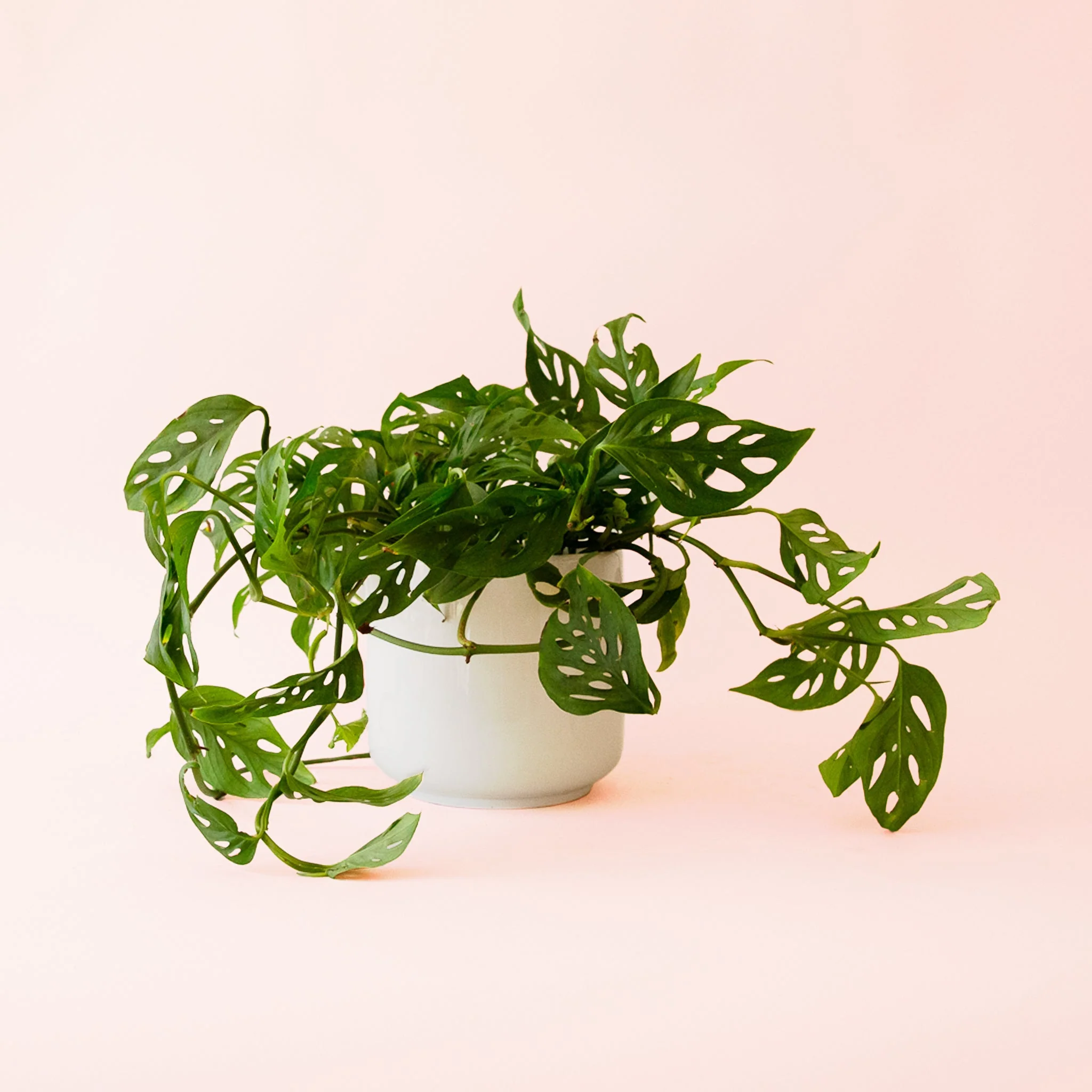 Monstera | Adansonii - Image 3