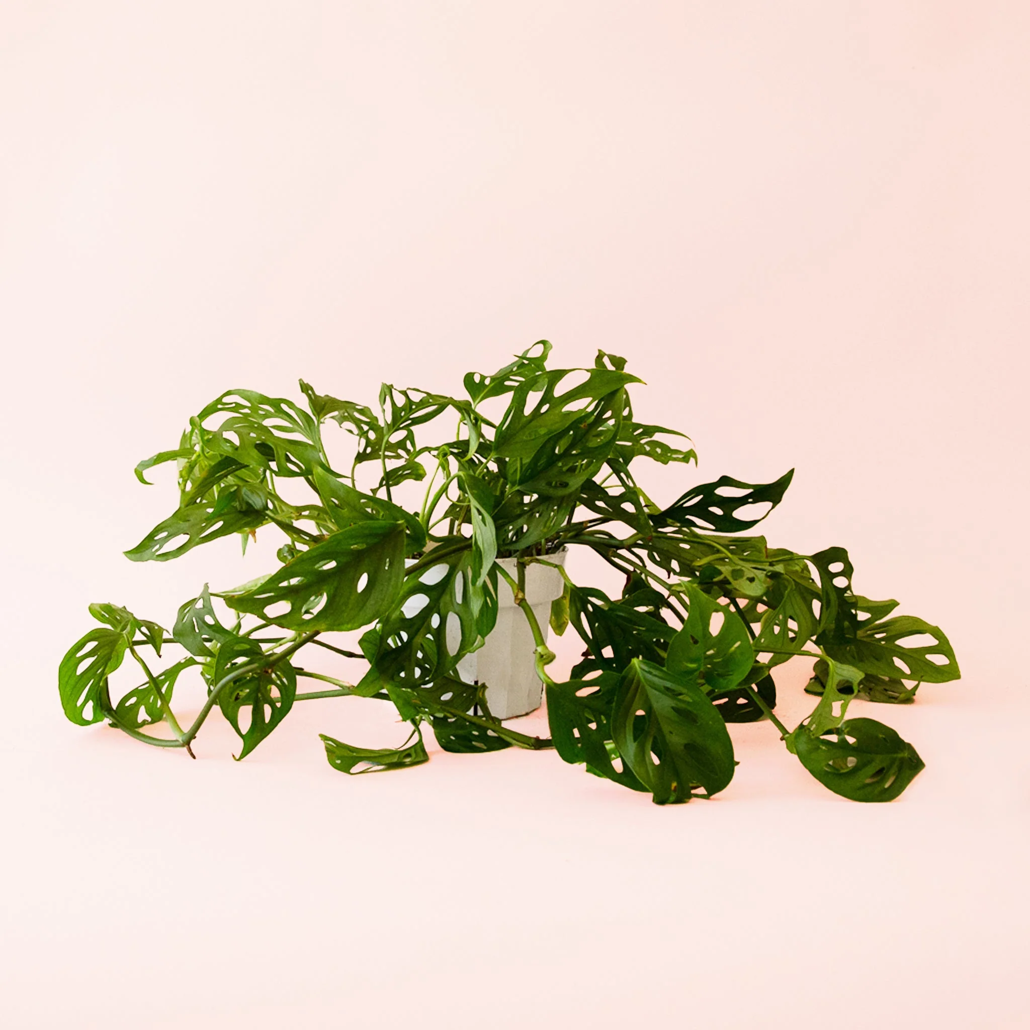 Monstera | Adansonii - Image 4