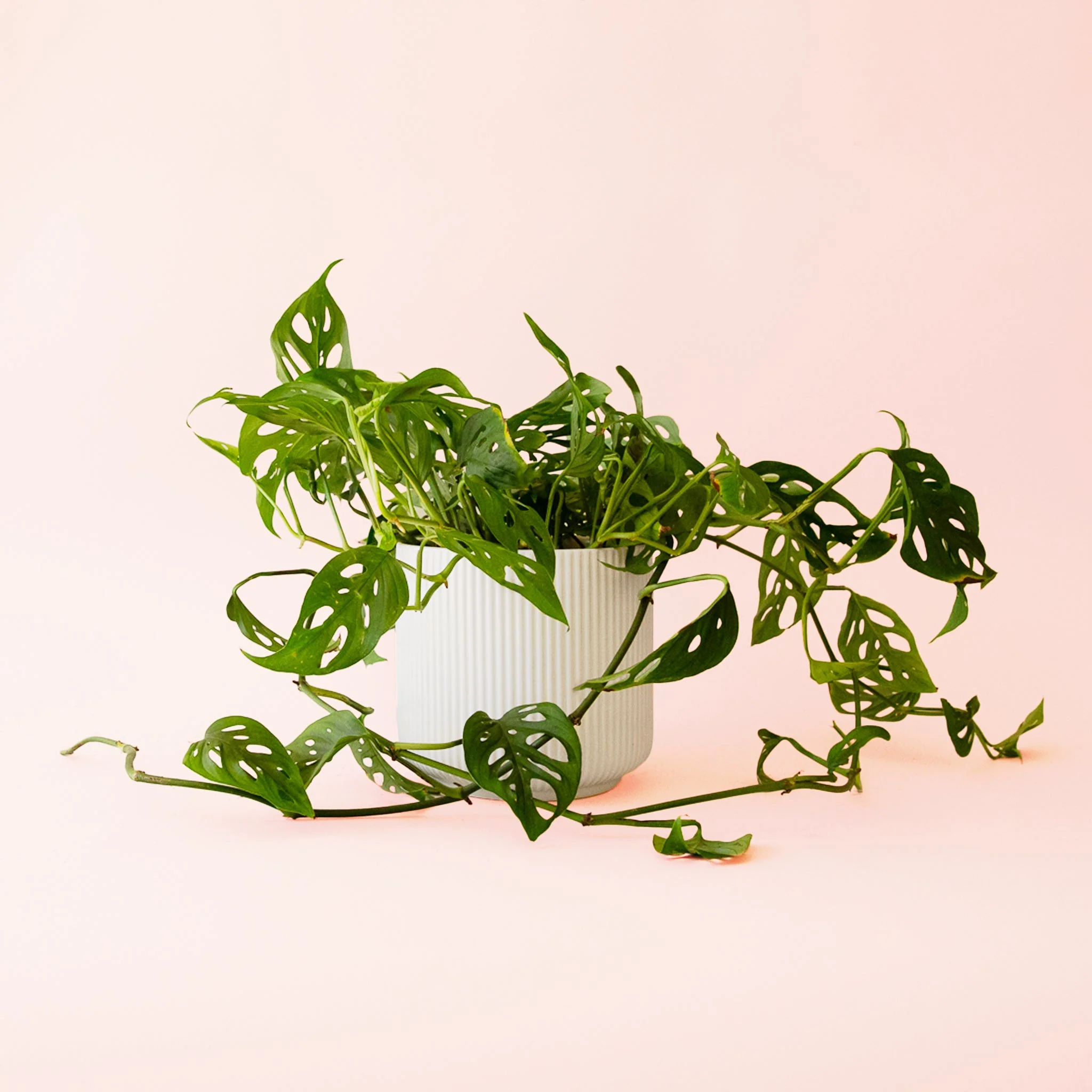 Monstera | Adansonii - Image 5