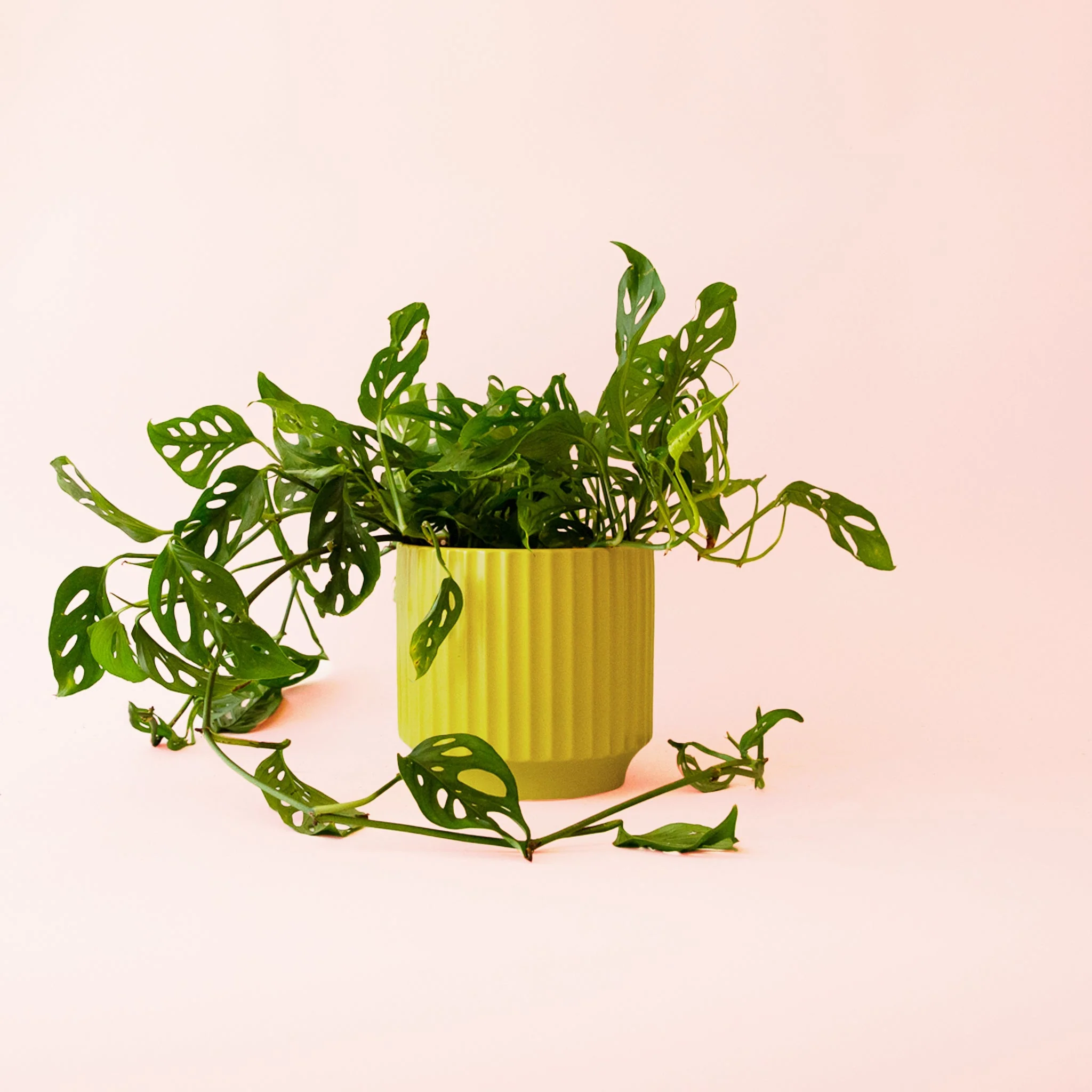 Monstera | Adansonii - Image 6