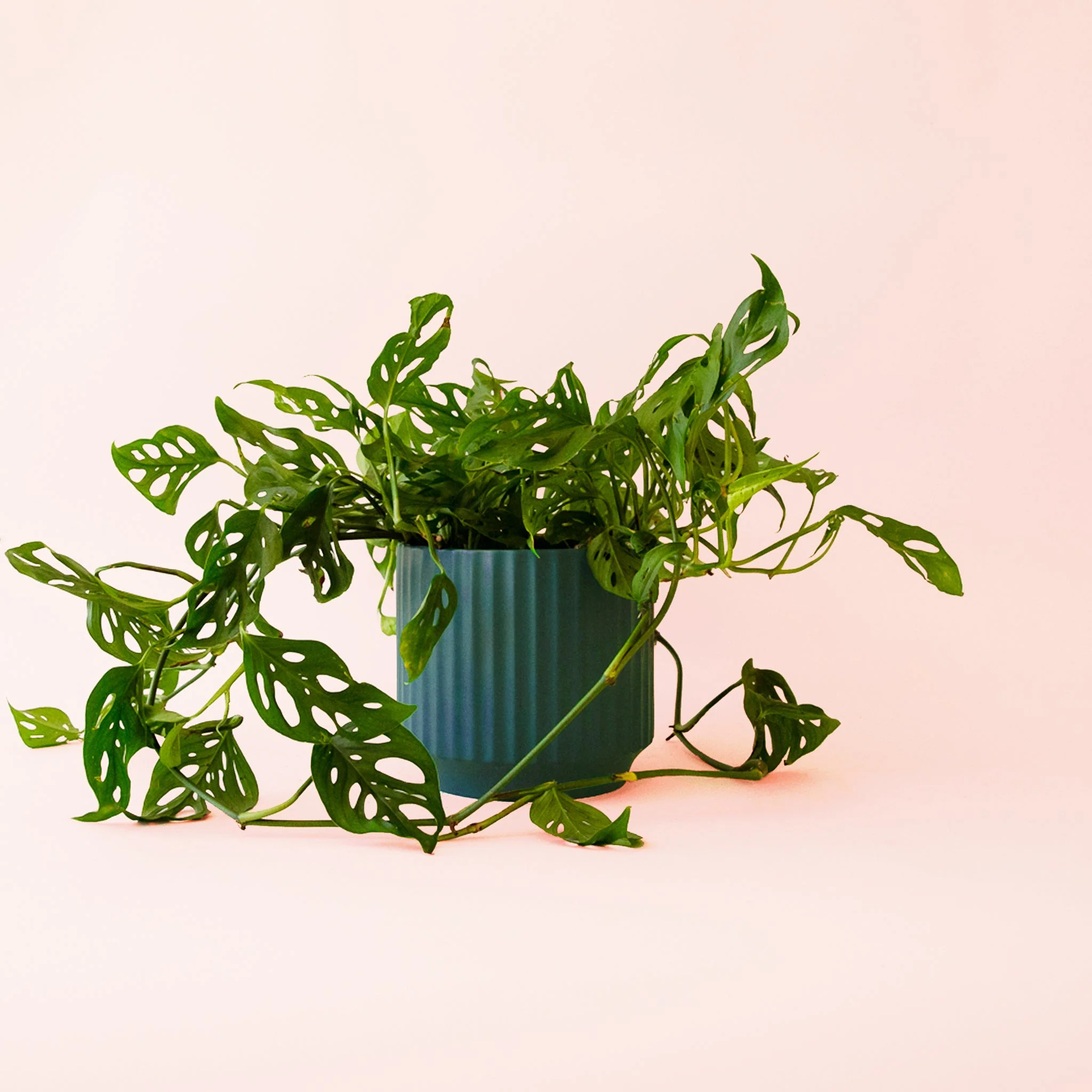 Monstera | Adansonii - Image 7