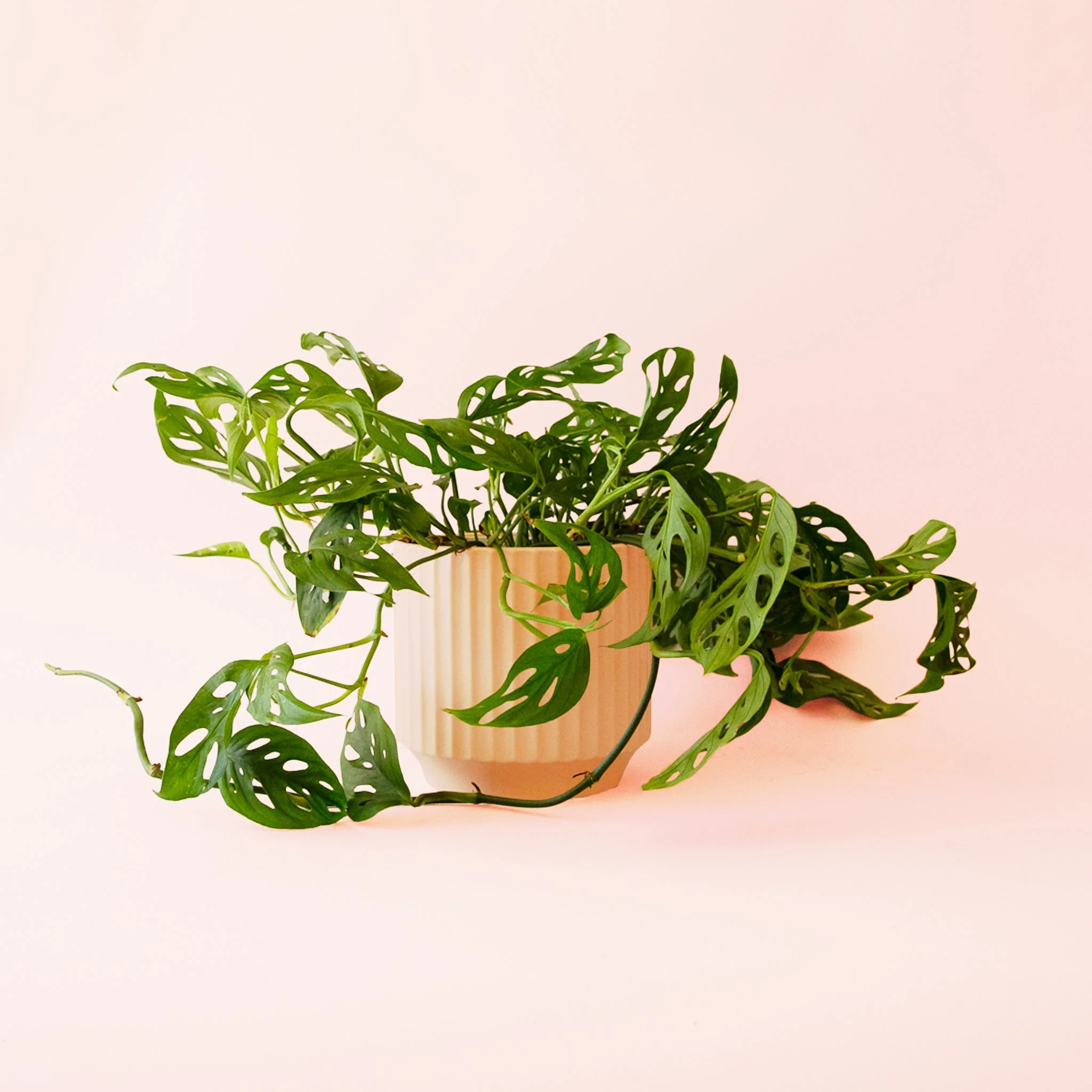 Monstera | Adansonii - Image 8