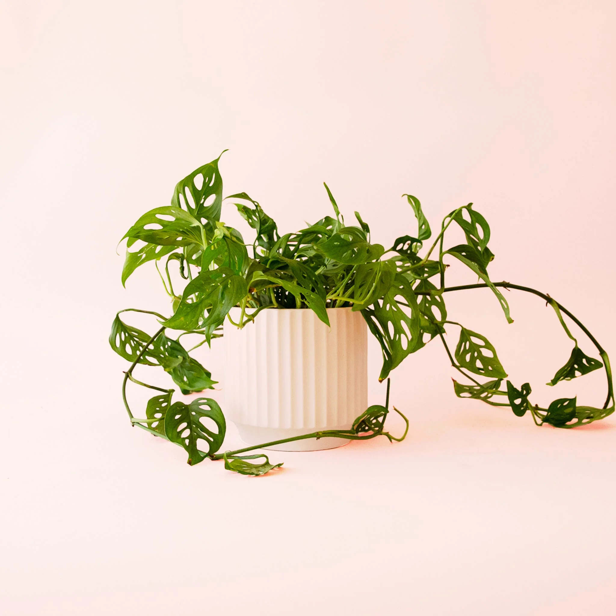 Monstera | Adansonii - Image 9