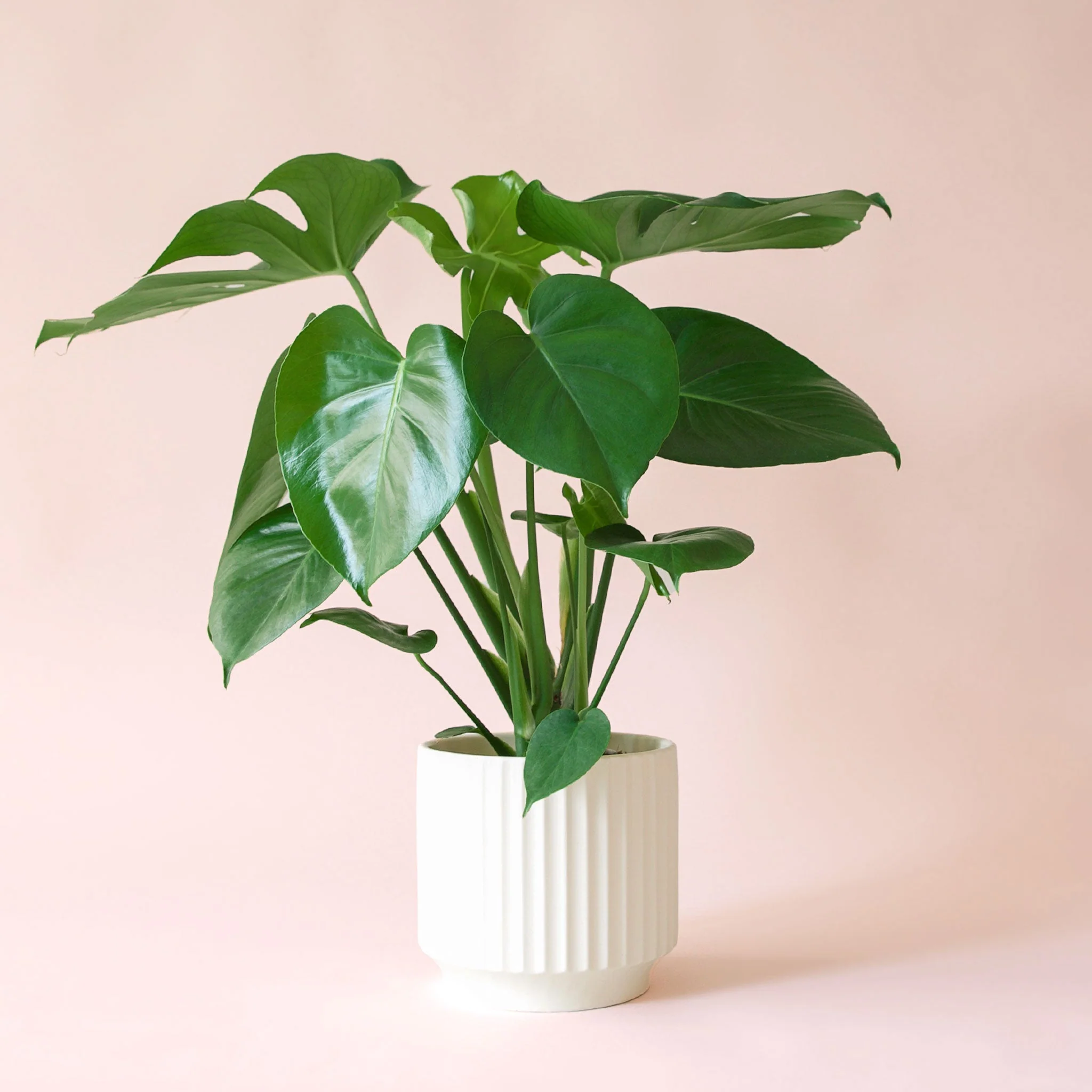 Monstera | Deliciosa - Image 10