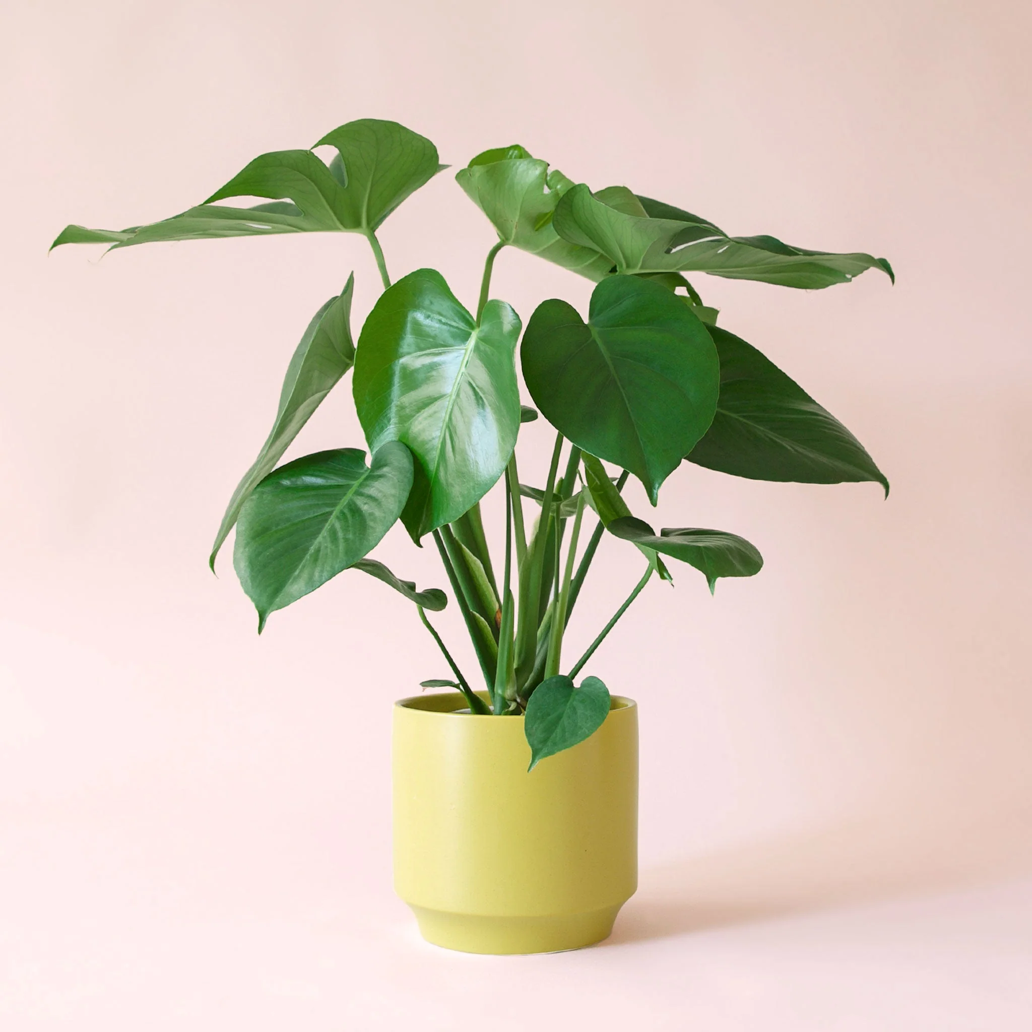 Monstera | Deliciosa - Image 11