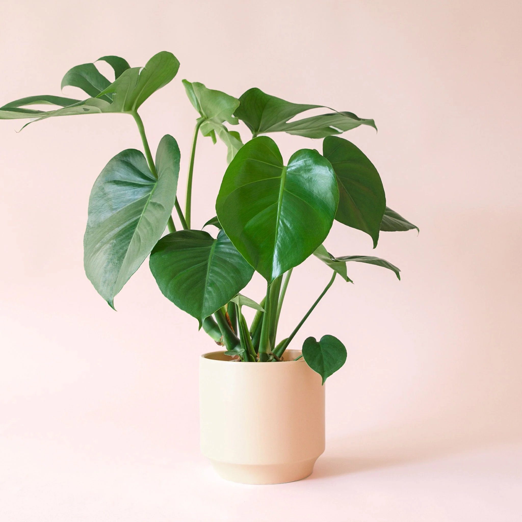 Monstera | Deliciosa - Image 12