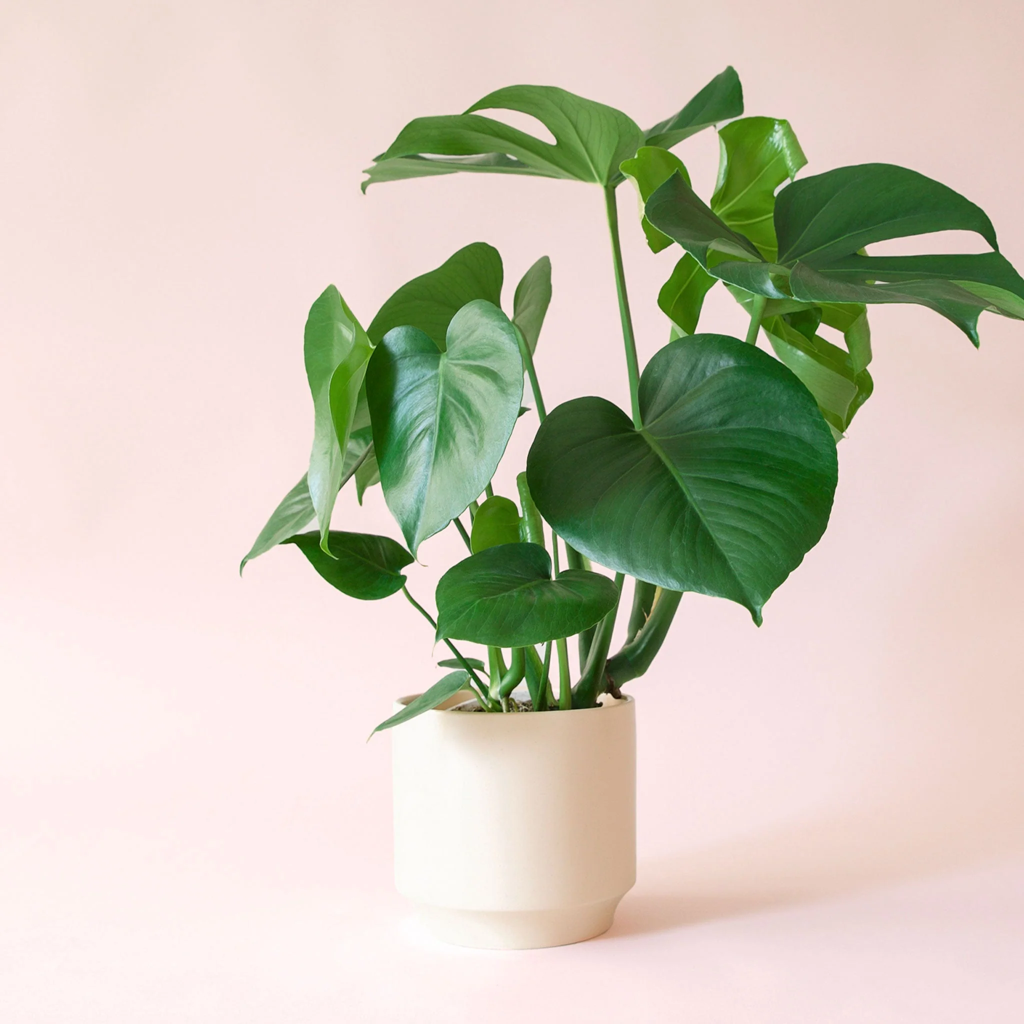 Monstera | Deliciosa - Image 13
