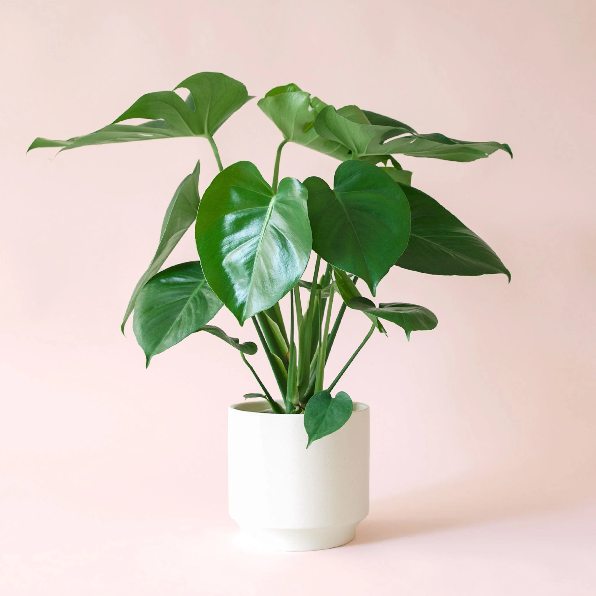 Monstera | Deliciosa - Image 14