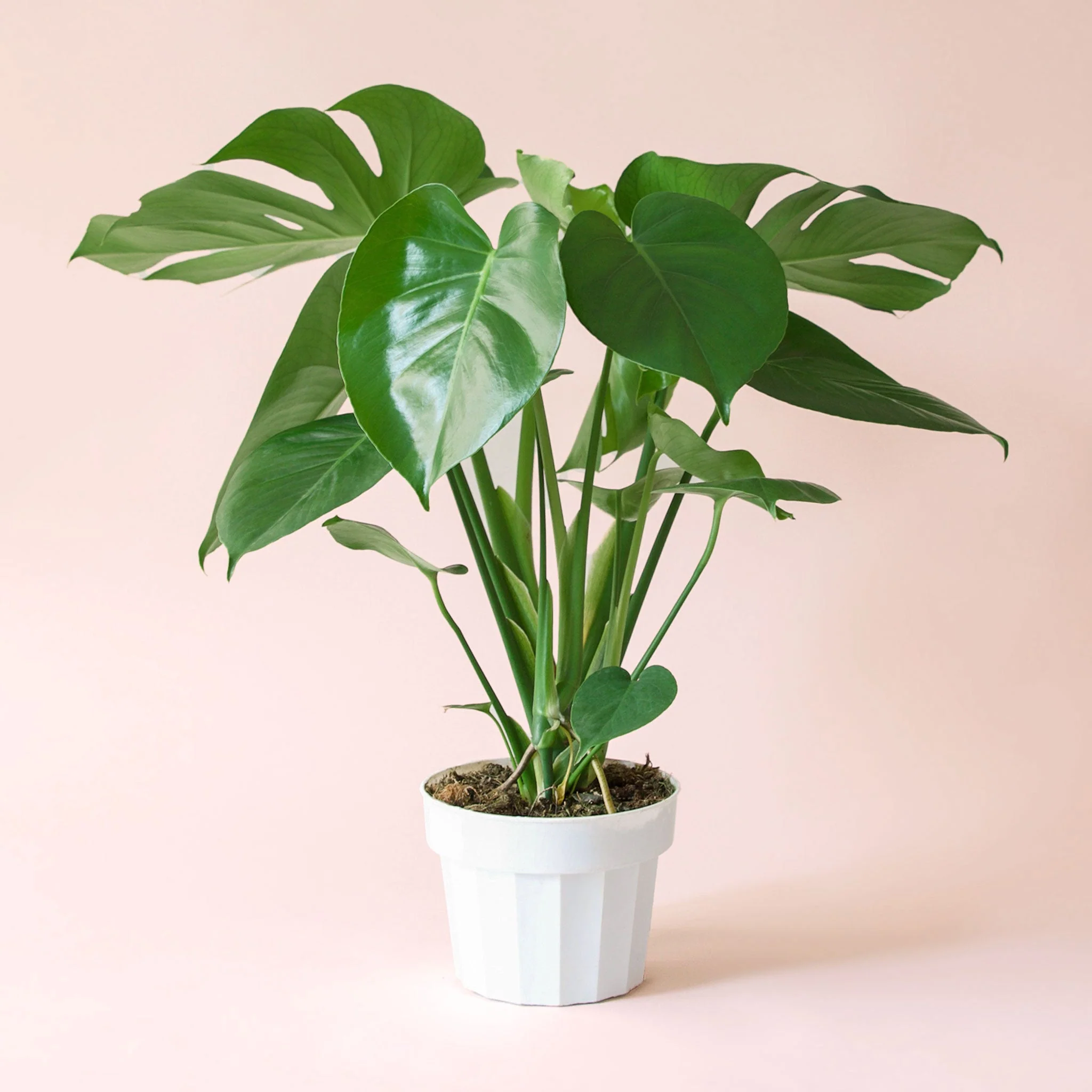Monstera | Deliciosa - Image 15