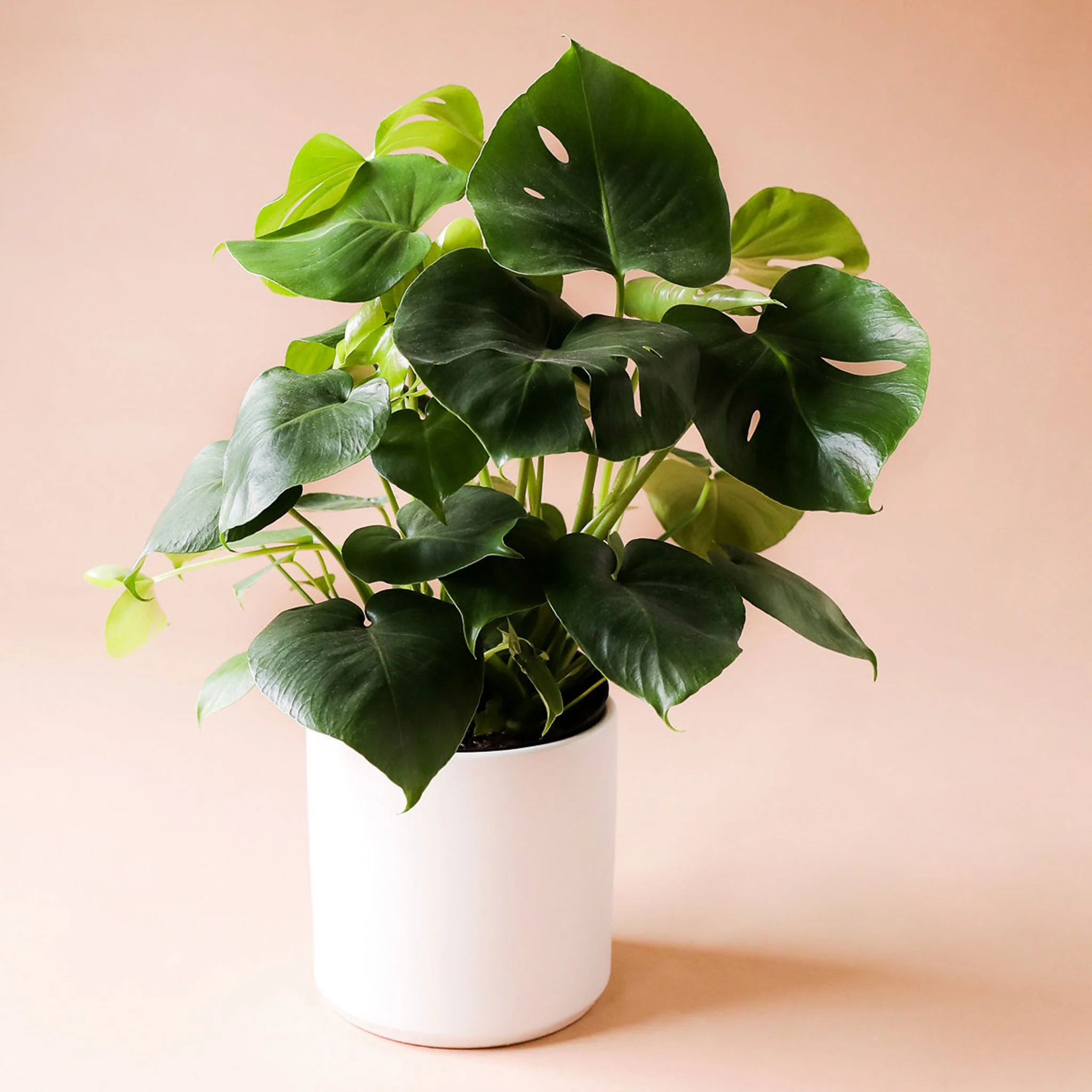 Monstera | Deliciosa - Image 16